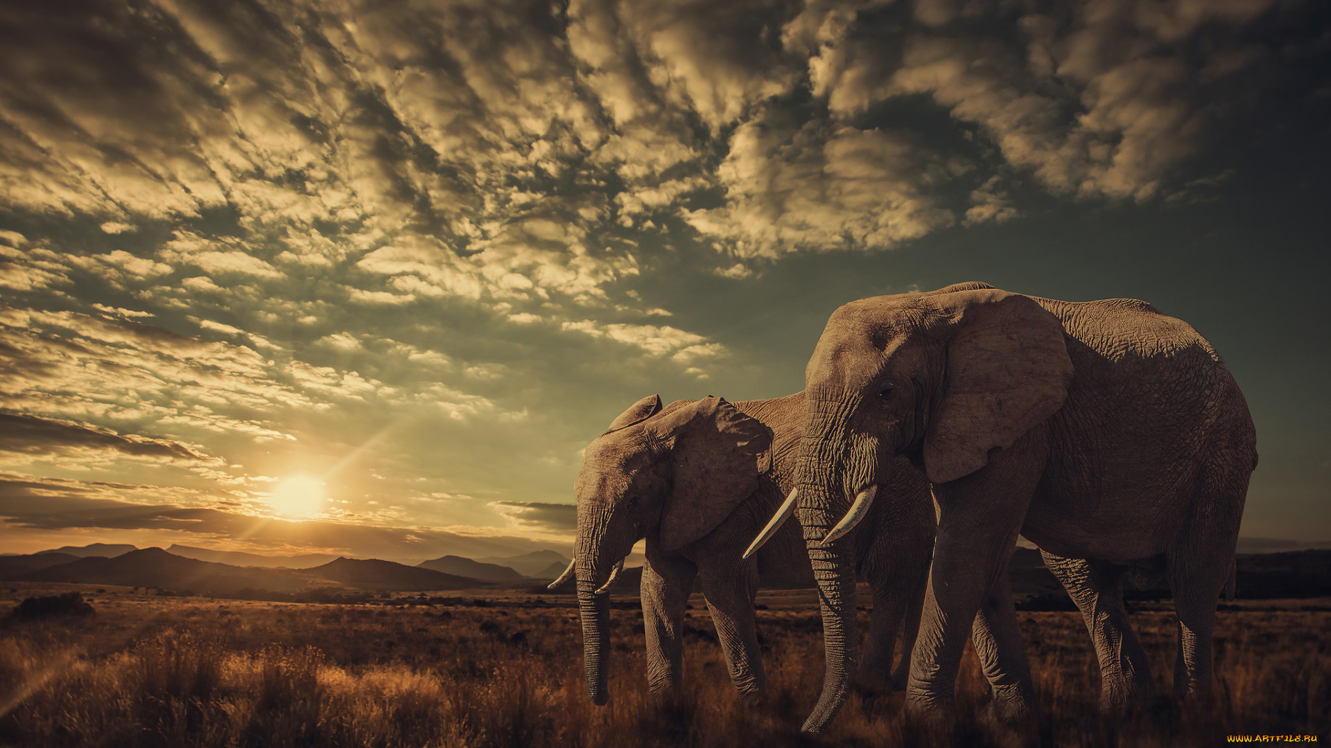 животные, слоны, саванна