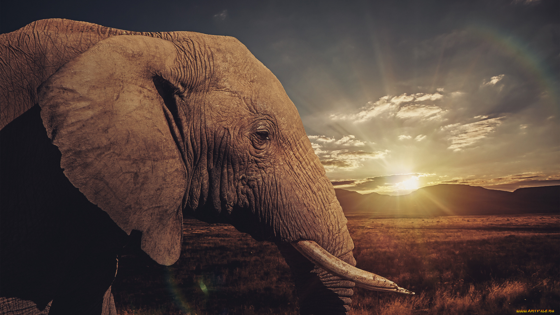 животные, слоны, слон, голова