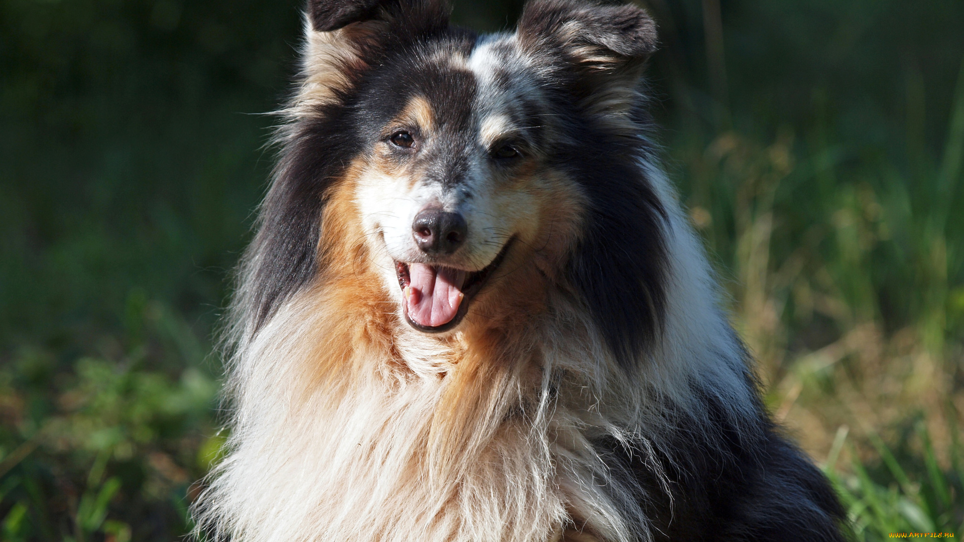 животные, собаки, овчарка, собака