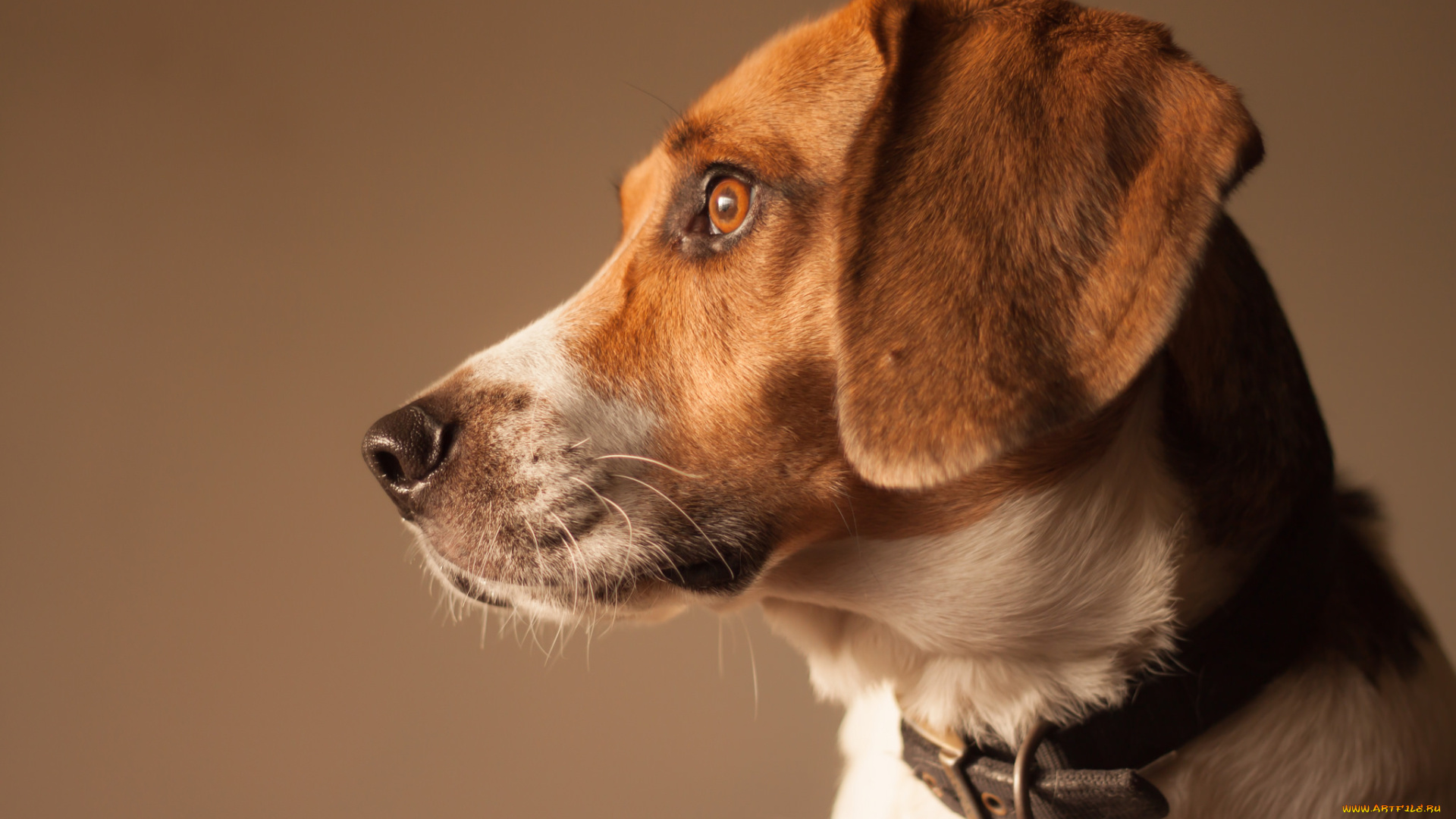 животные, собаки, пес