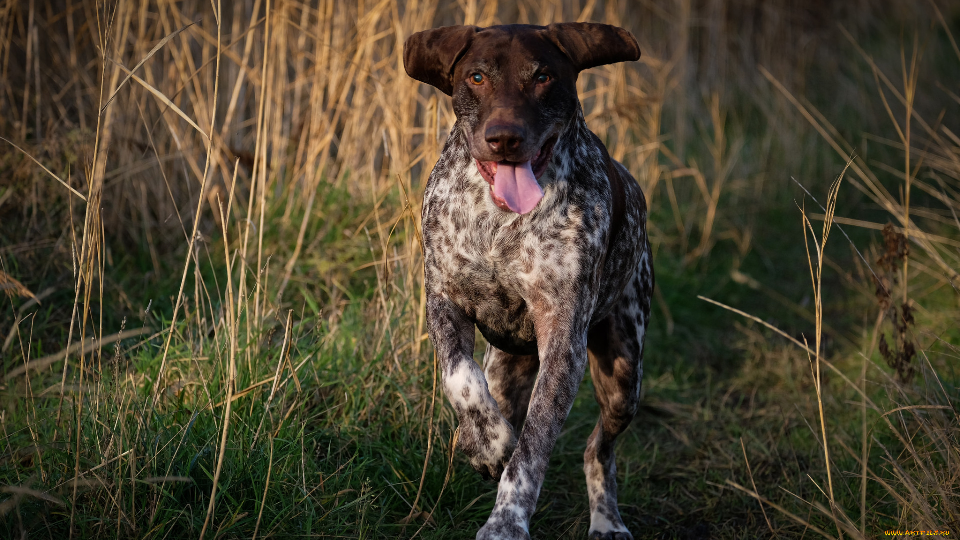 животные, собаки, пес, охота
