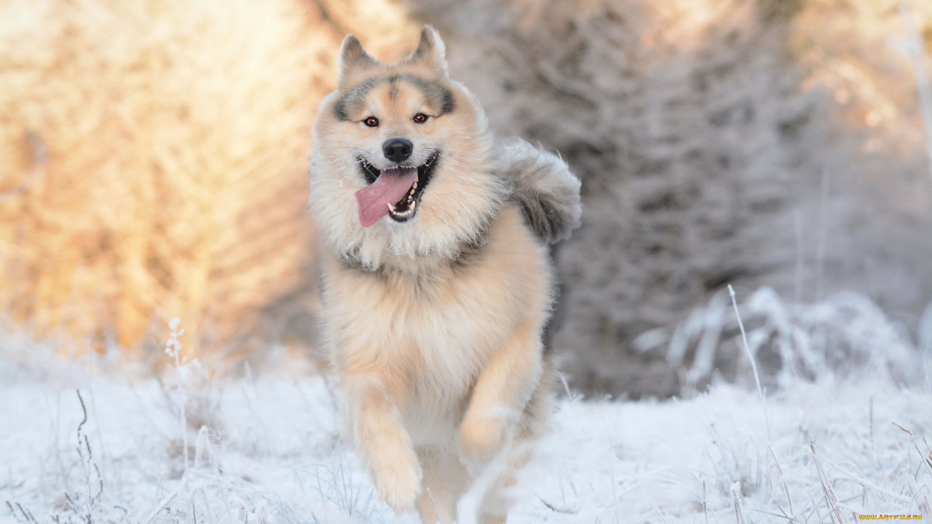 животные, собаки, язык, друг, взгляд, собака