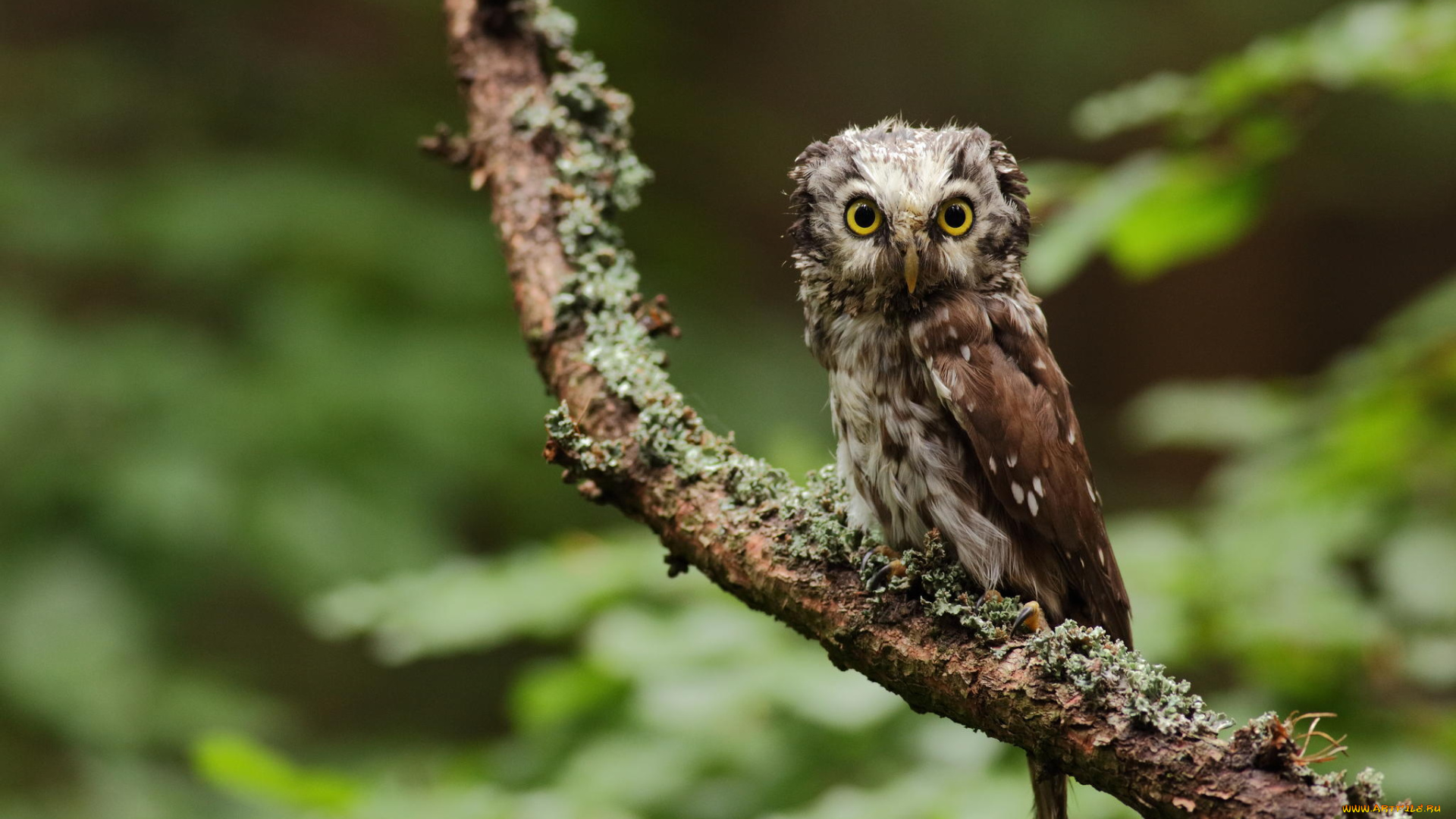 животные, совы, owl, bird, сова, сыч, взгляд, ветка, дерево, зелень, лес, природа