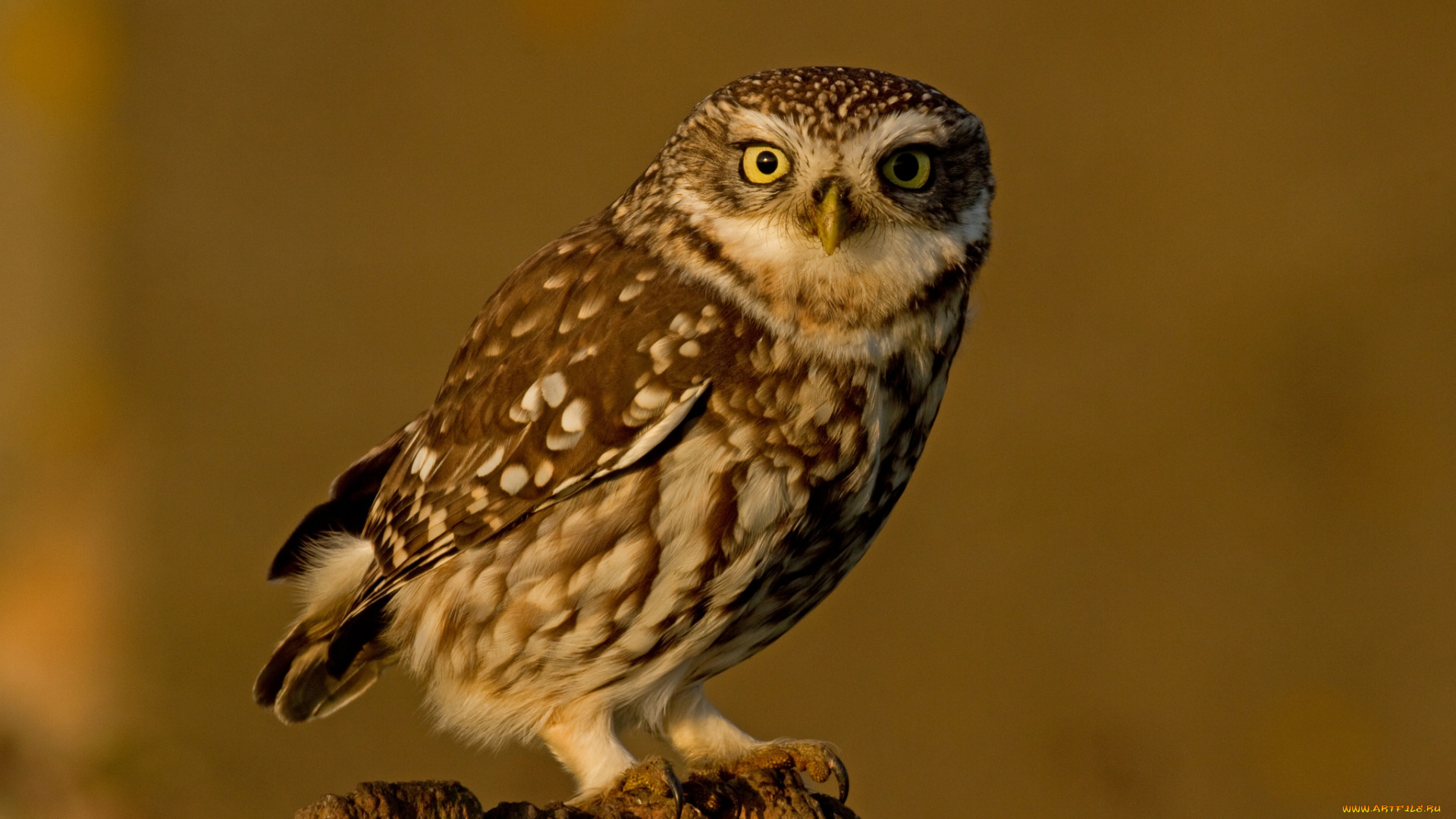 животные, совы, сова