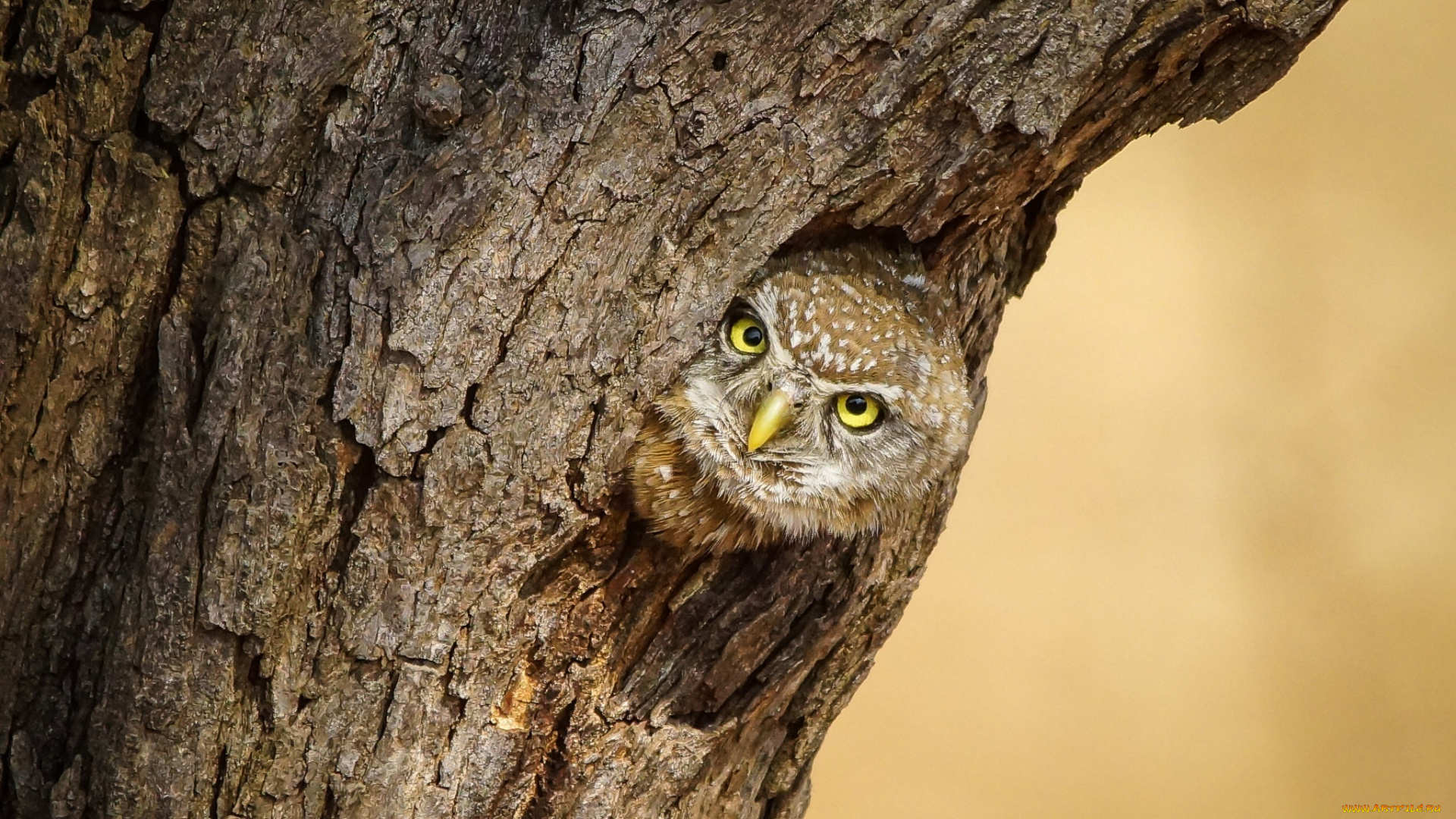 животные, совы, сова, птица, лес, дерево