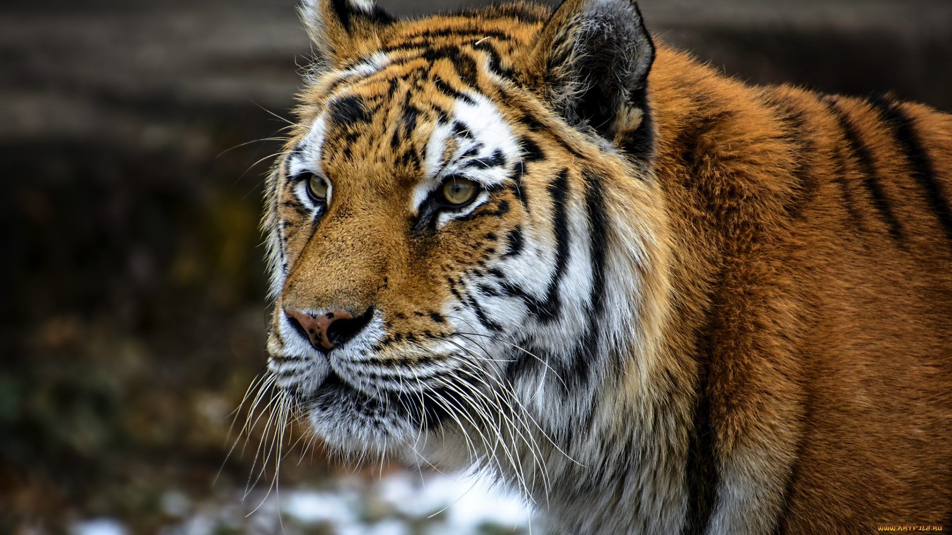 животные, тигры, тигр, морда