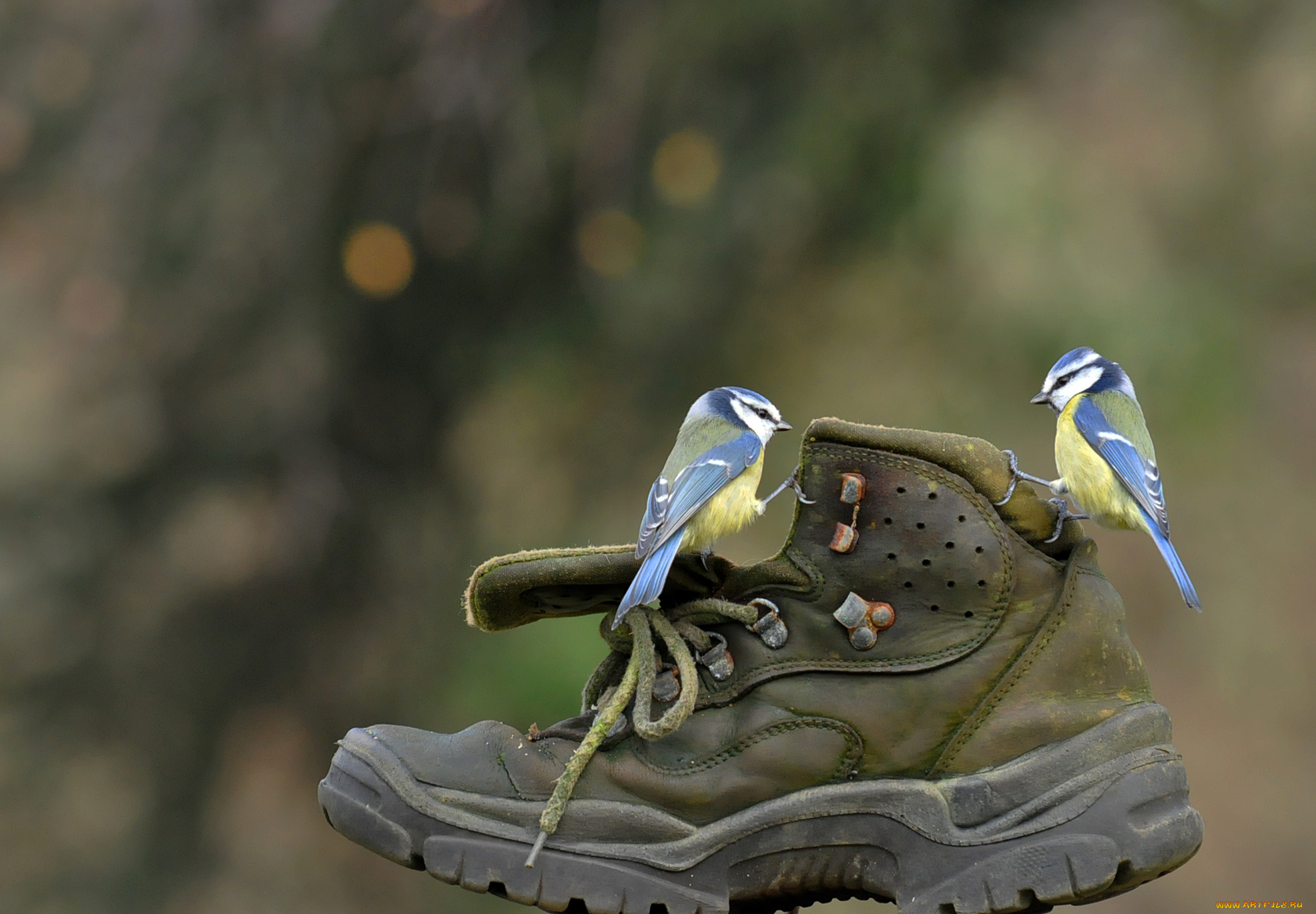 животные, синицы, , лазоревки, синички