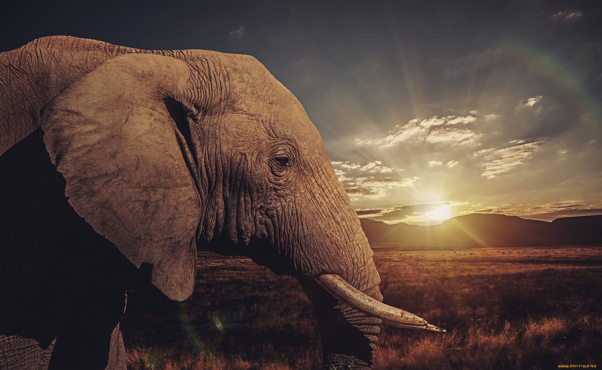 животные, слоны, слон, голова