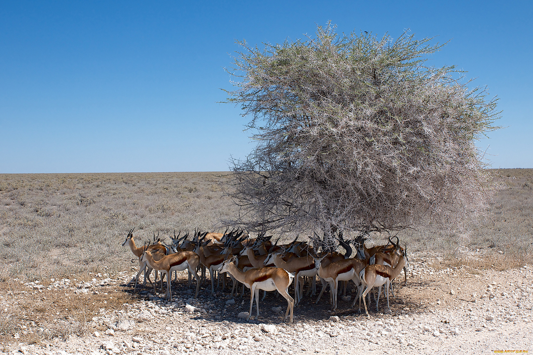 животные, антилопы, саванна
