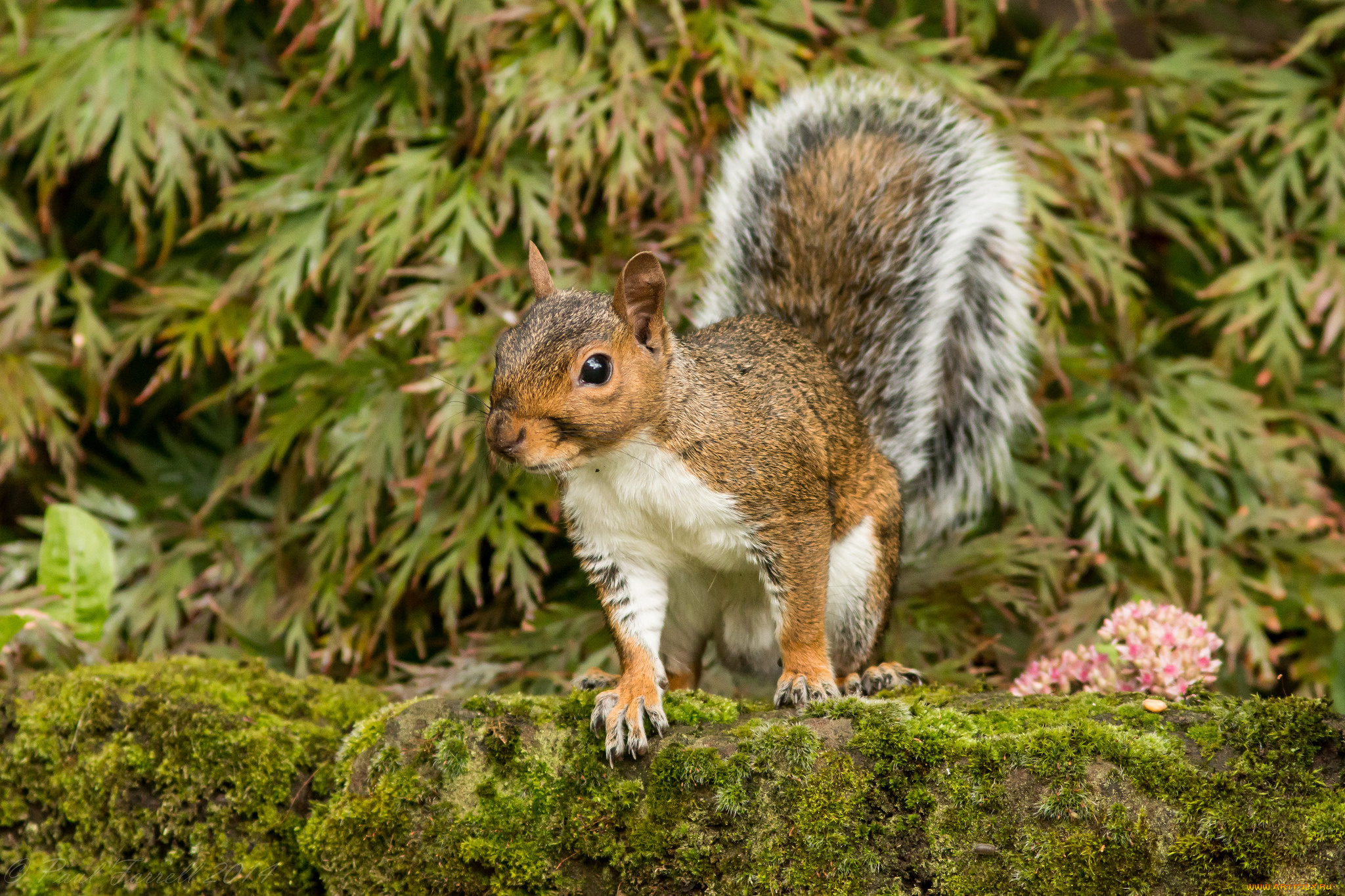 животные, белки, белка