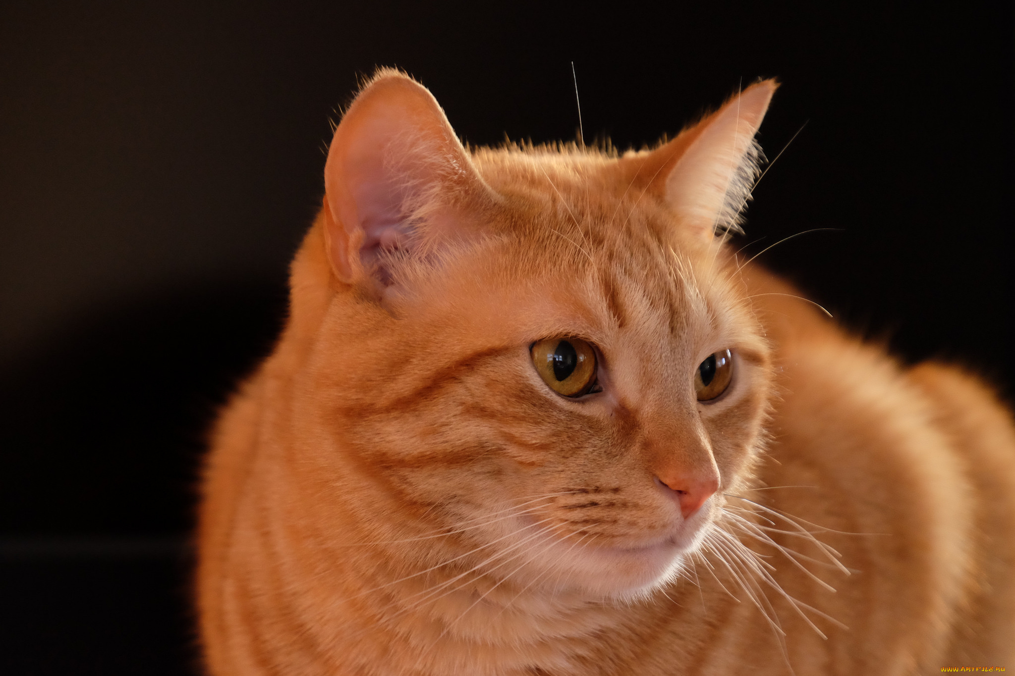 животные, коты, кошка