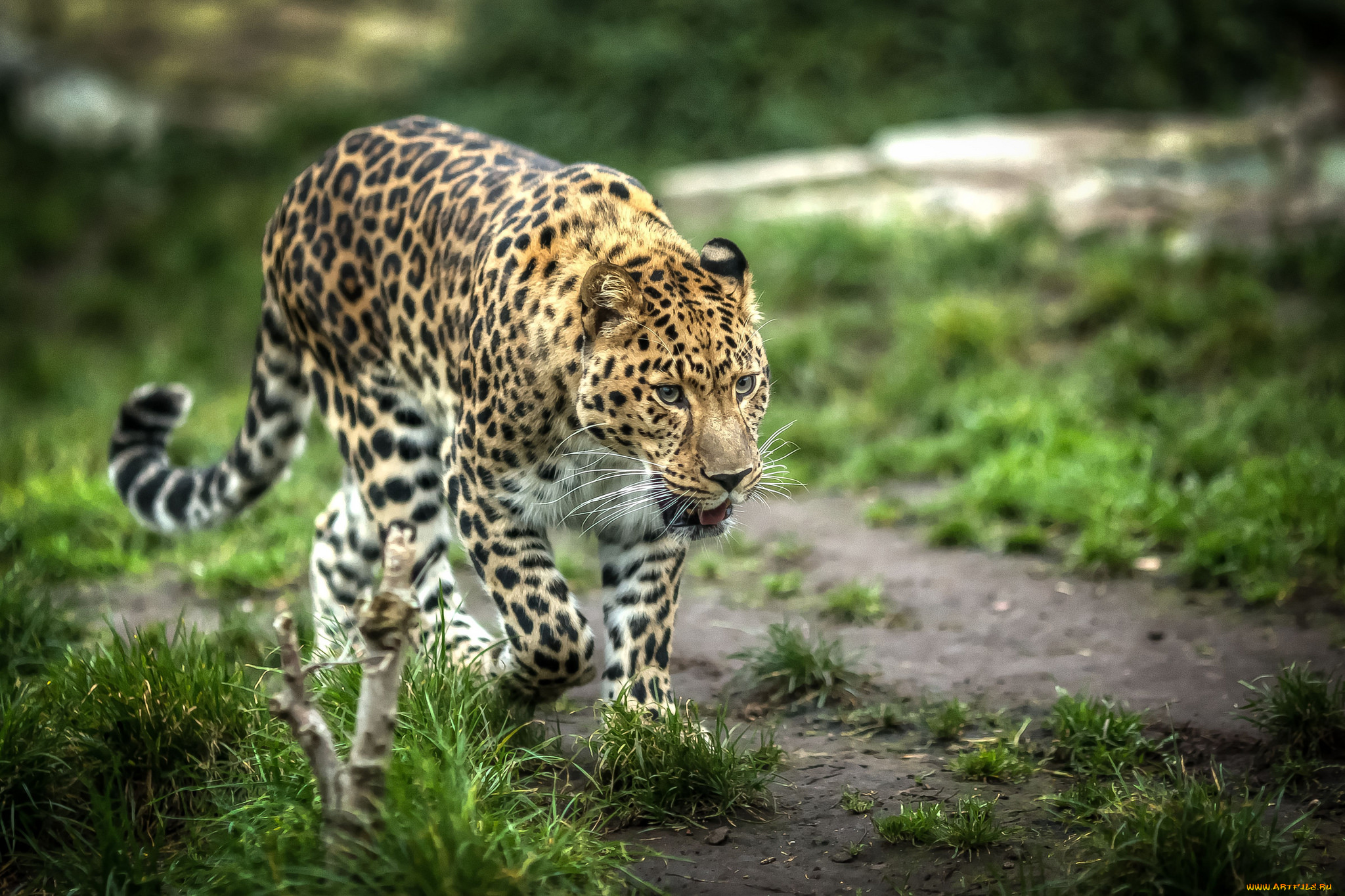 животные, леопарды, леопард