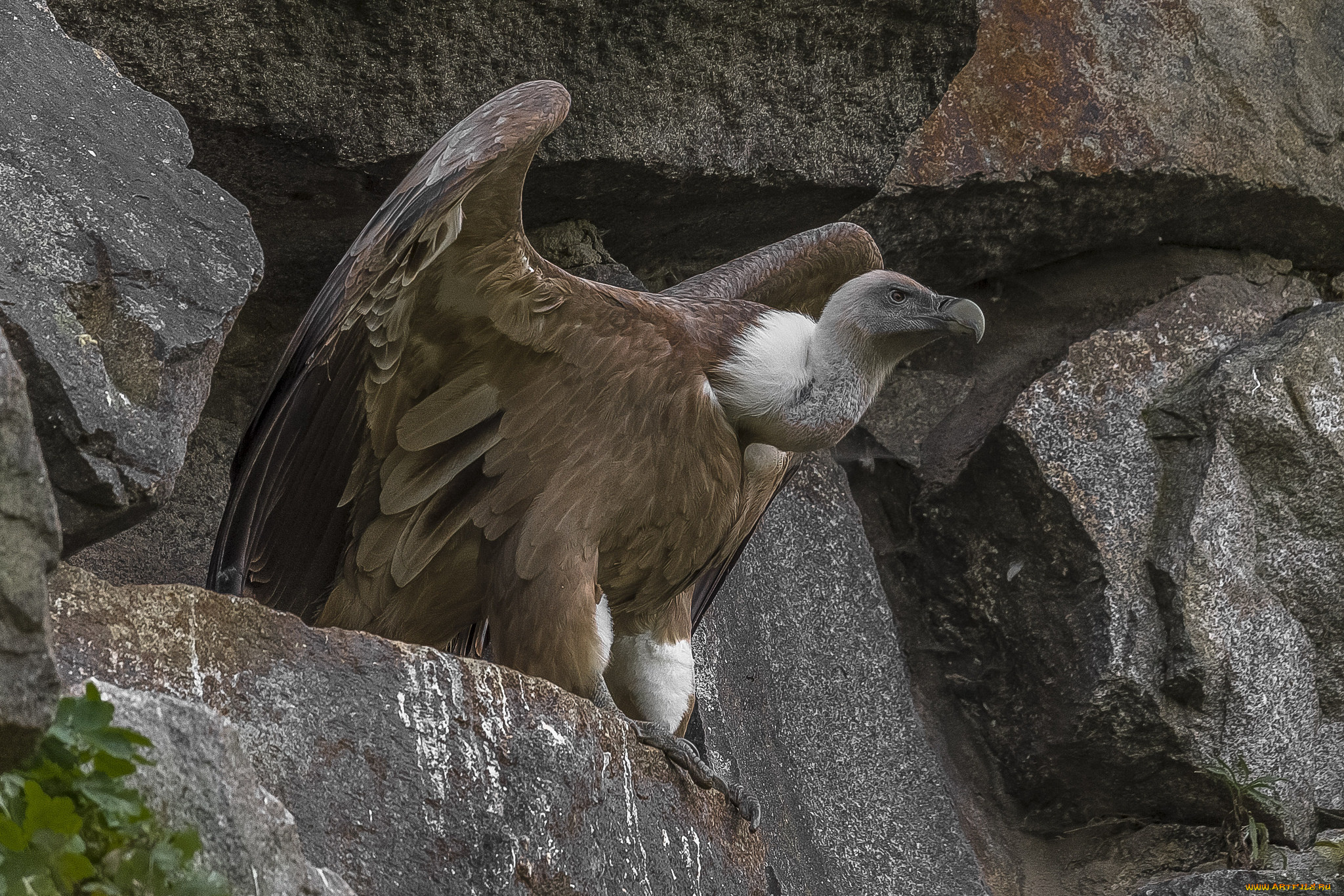 животные, птицы, -, хищники, гриф