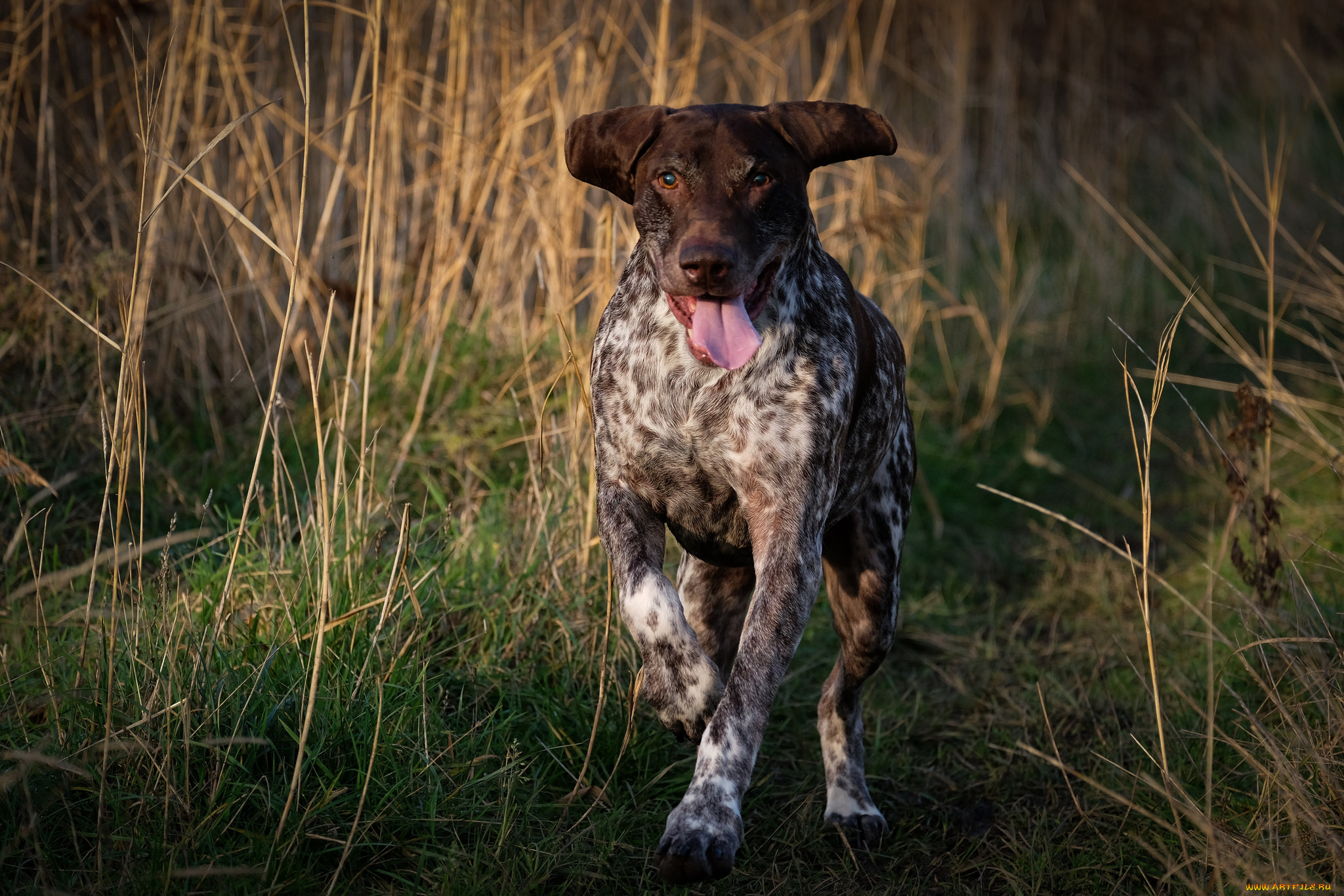 животные, собаки, пес, охота