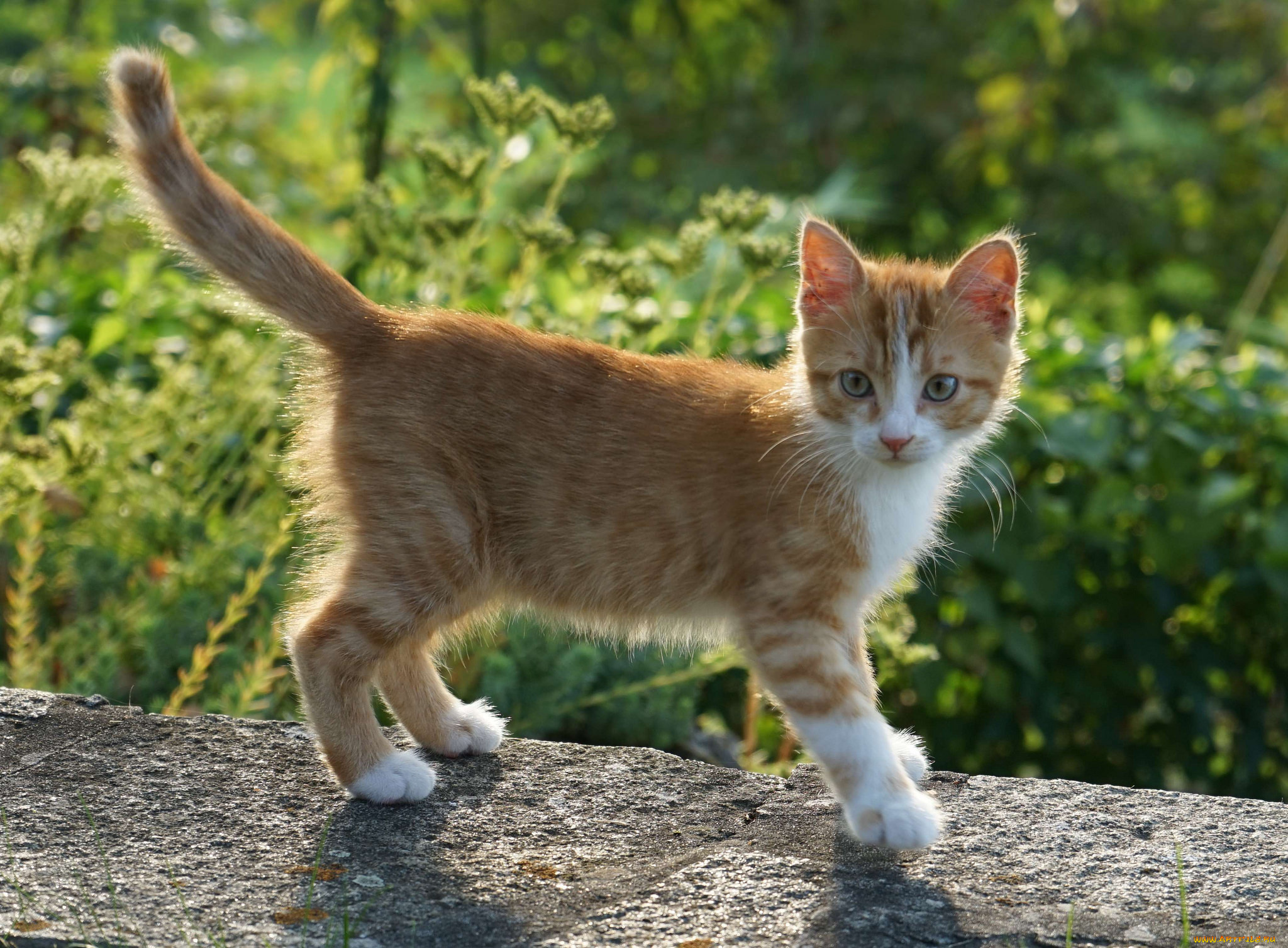 животные, коты, котенок