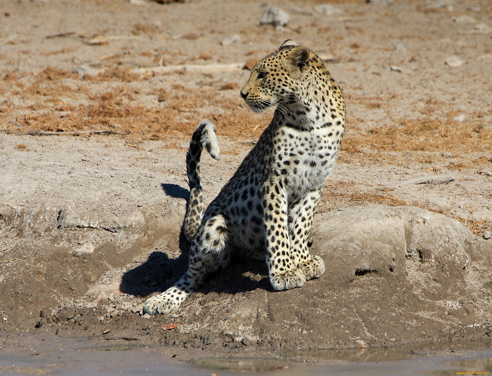 животные, леопарды, леопард