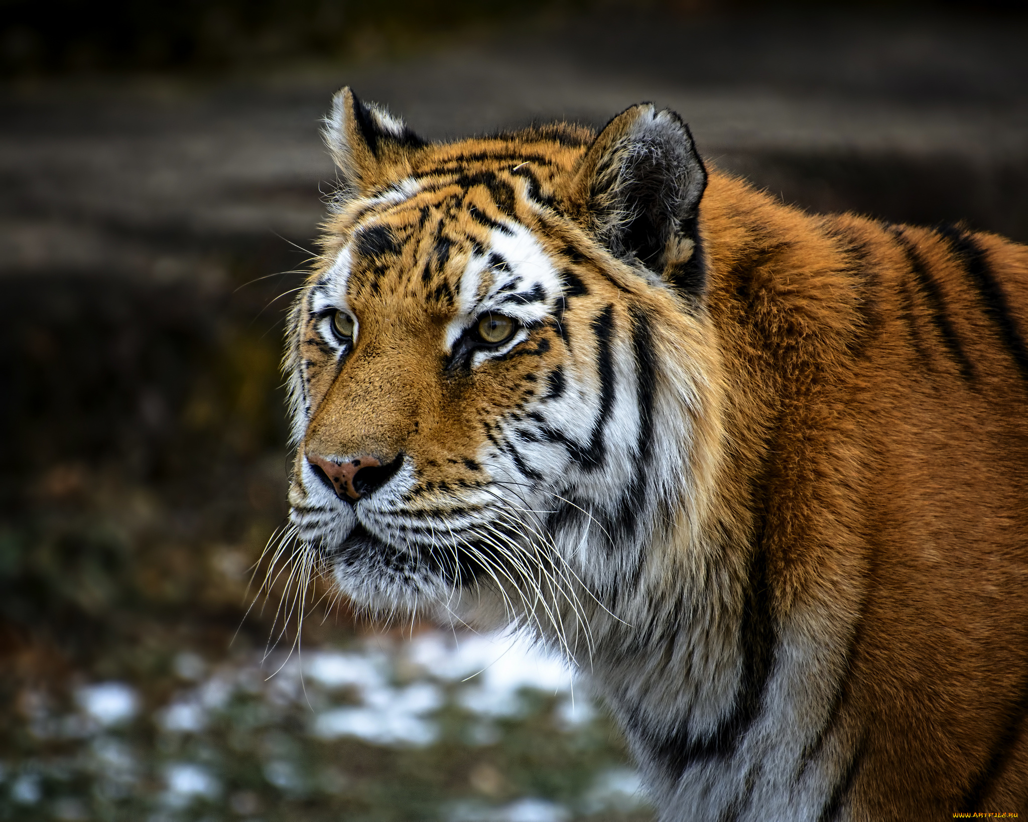 животные, тигры, тигр, морда