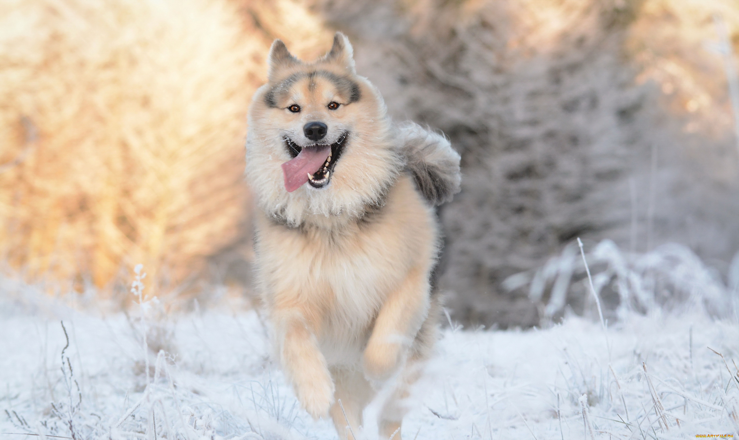 животные, собаки, язык, друг, взгляд, собака