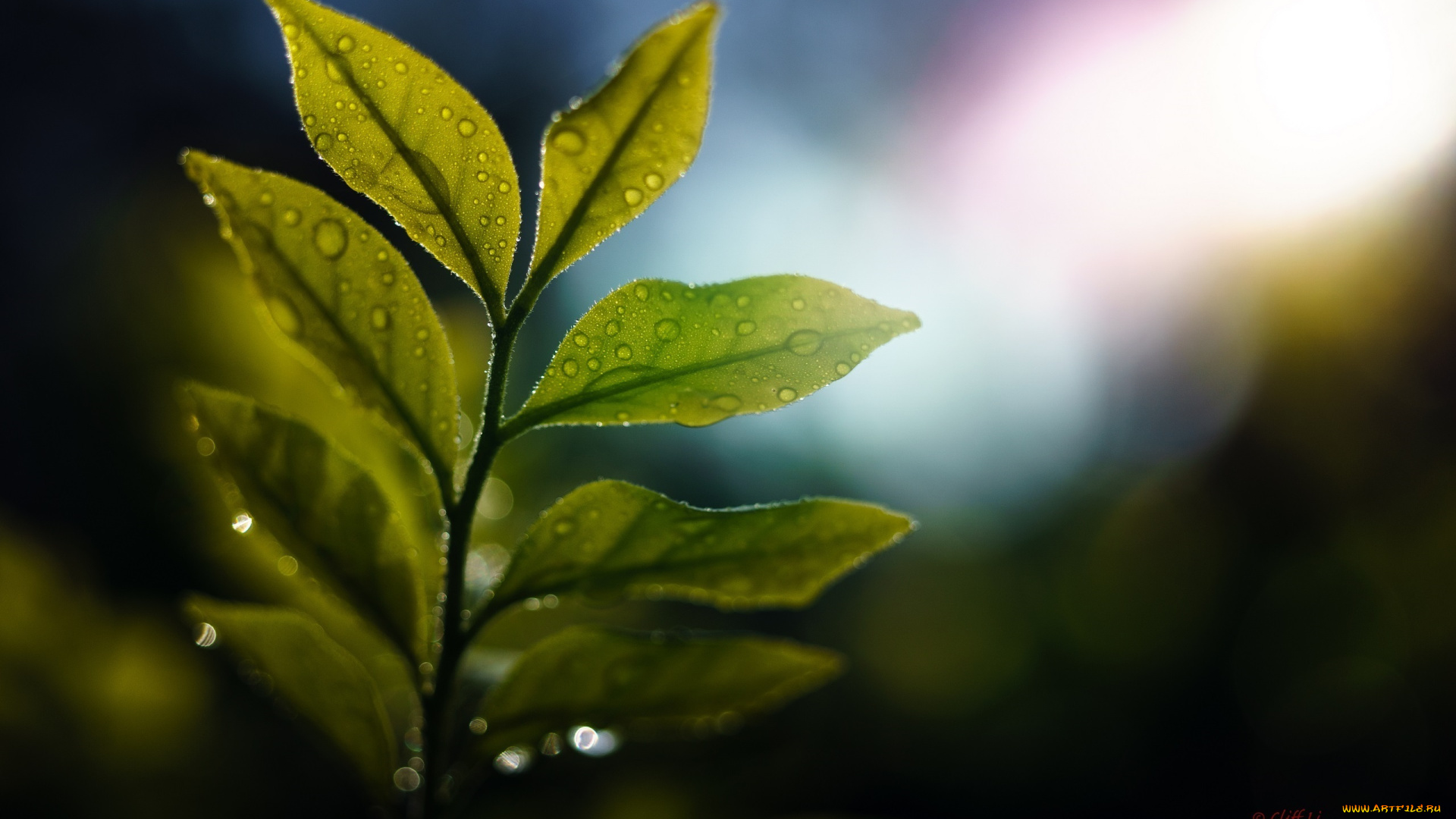 природа, листья, макро, капли, ветка, блики, свет, зелёный