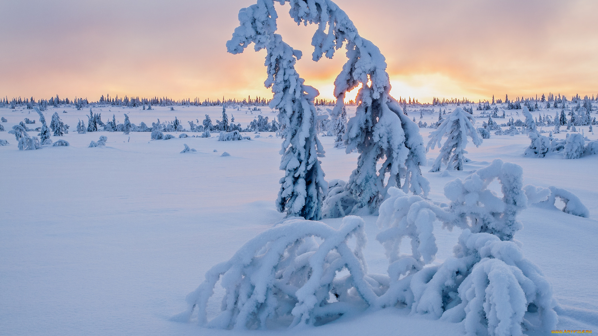 природа, зима, поле, ели, снег