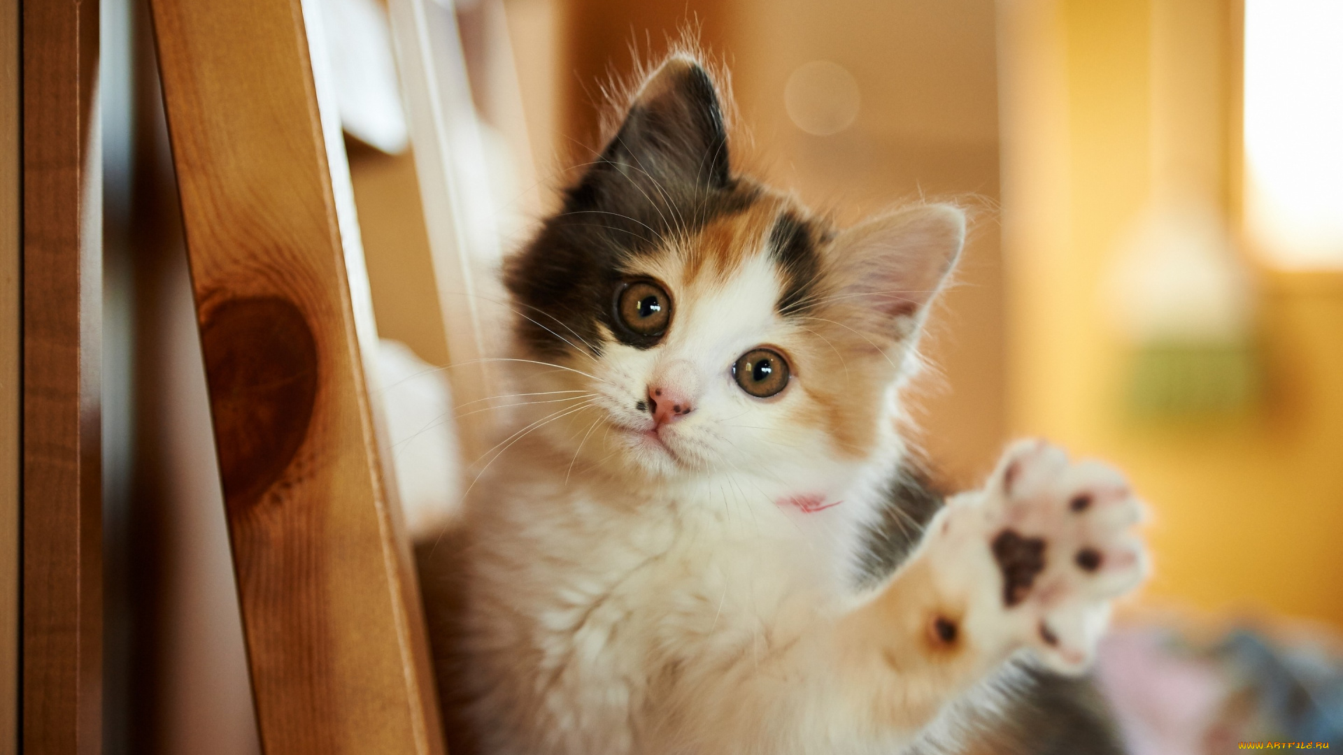 животные, коты, лапка, взгляд, мордочка, котёнок