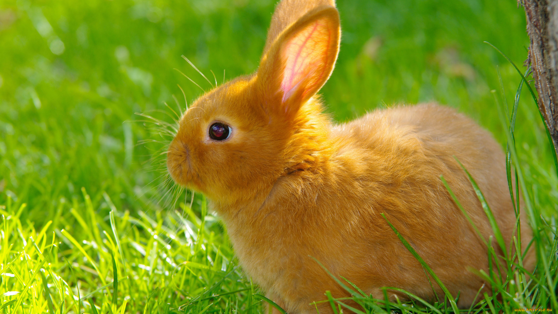 животные, кролики, , зайцы, трава, лужайка, рыжий, кролик