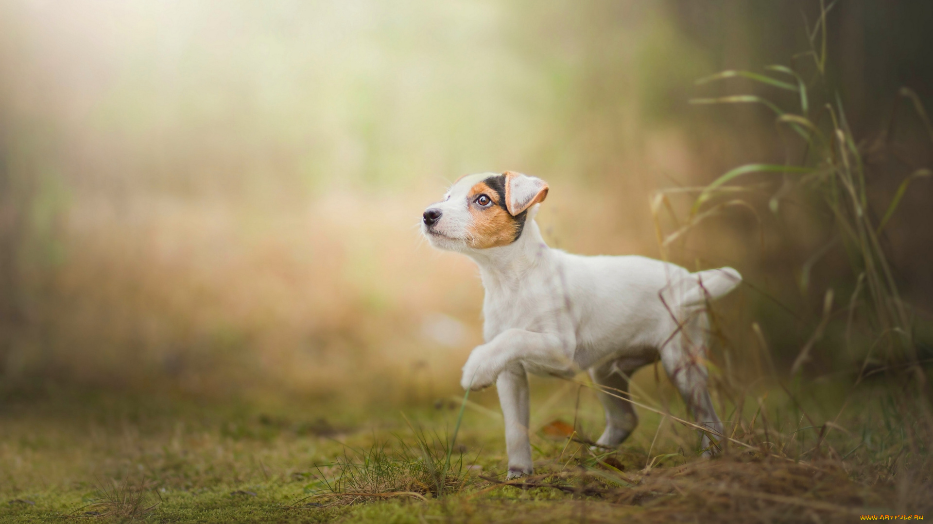животные, собаки, трава, щенок, собака