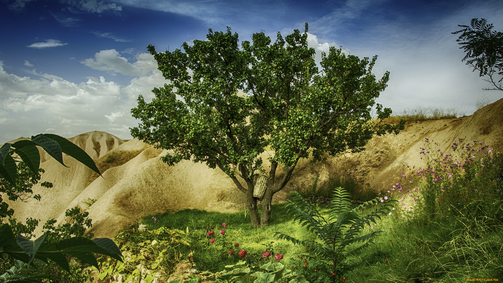 природа, деревья, дерево, холмы, цветы, пейзаж