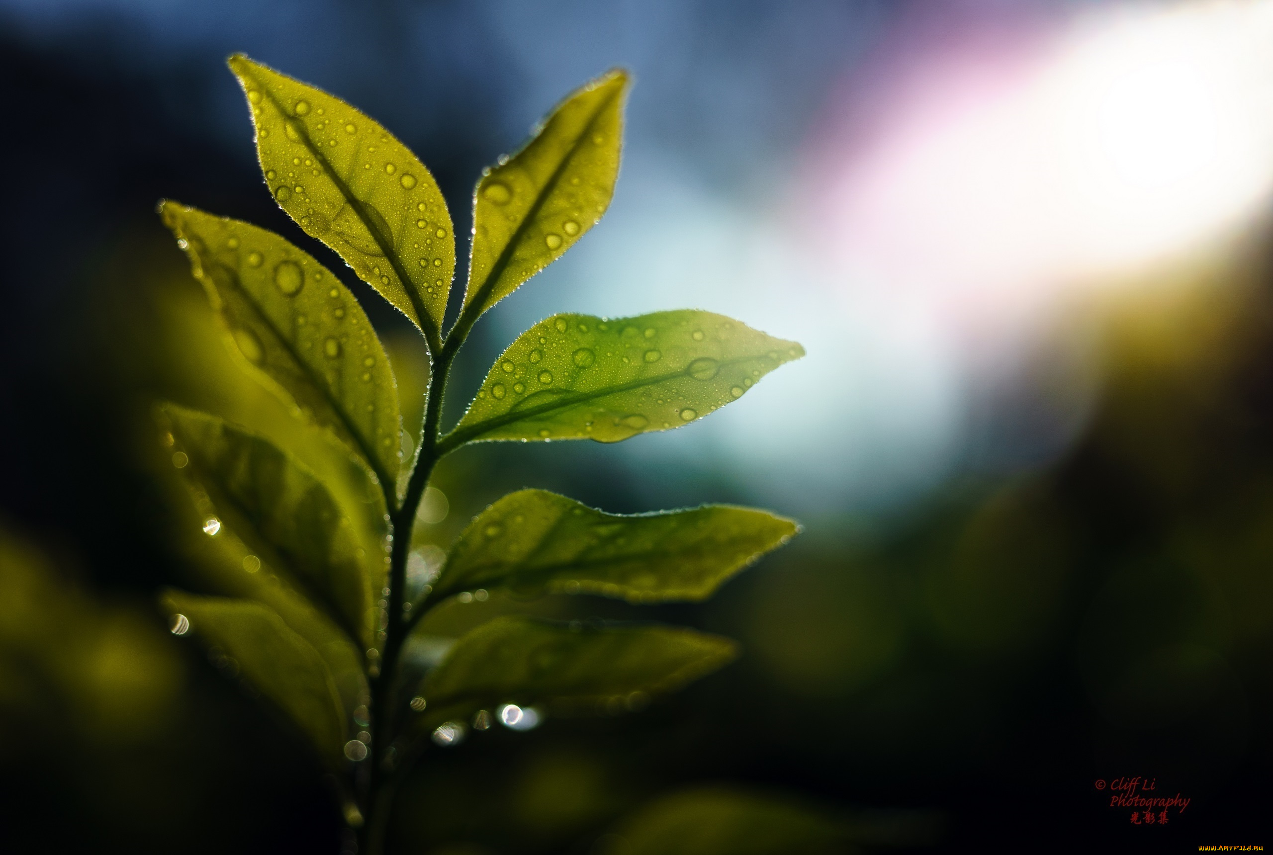 природа, листья, макро, капли, ветка, блики, свет, зелёный