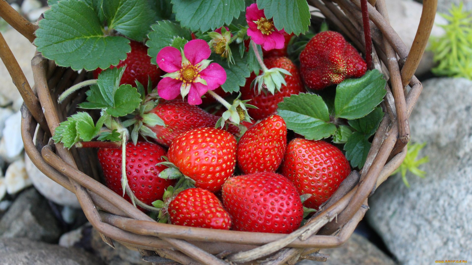 еда, клубника, , земляника, ягоды