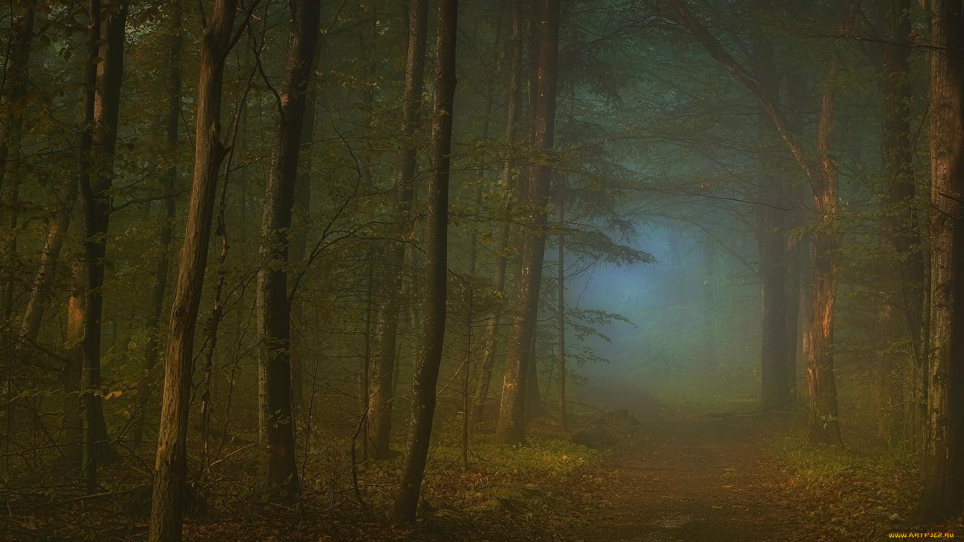 природа, дороги, лес, дорога, туман