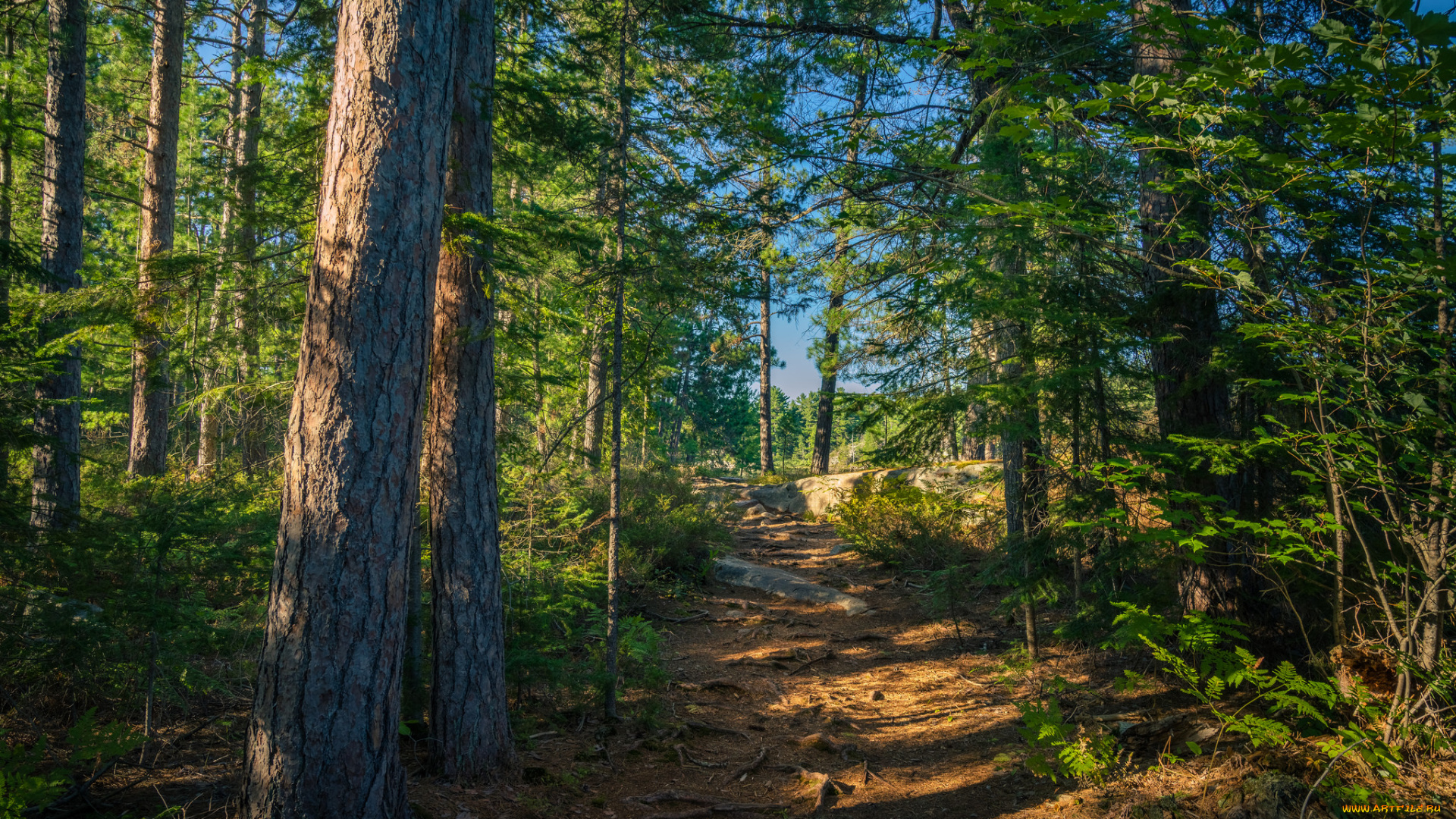 природа, лес, деревья