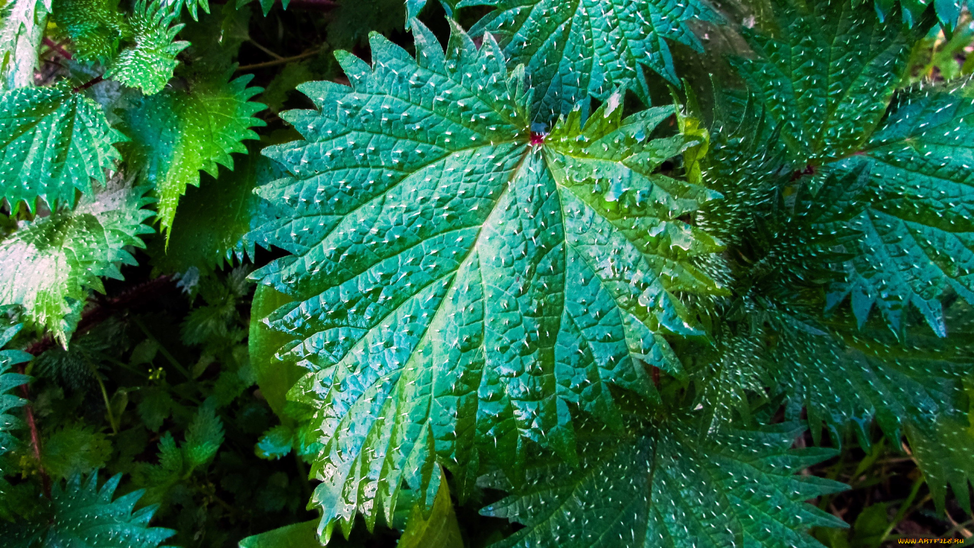 природа, листья, крапива