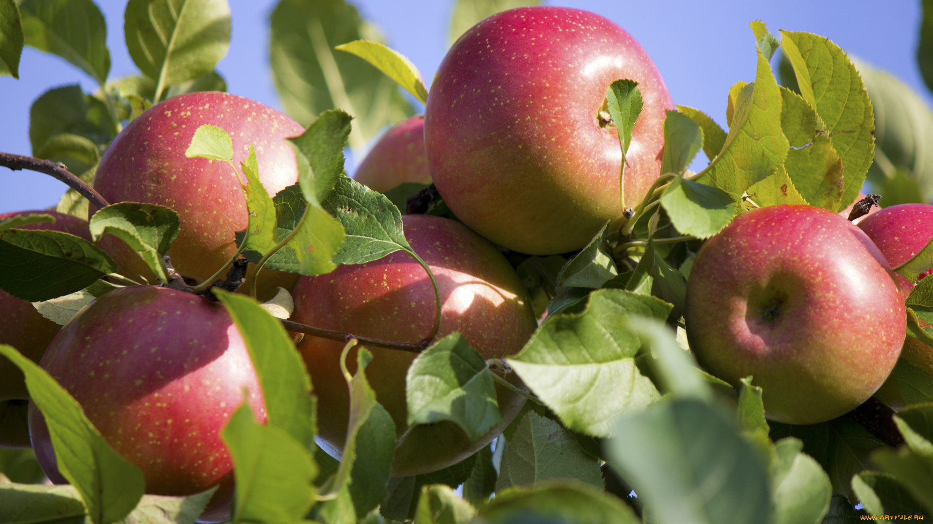 природа, плоды, яблоки