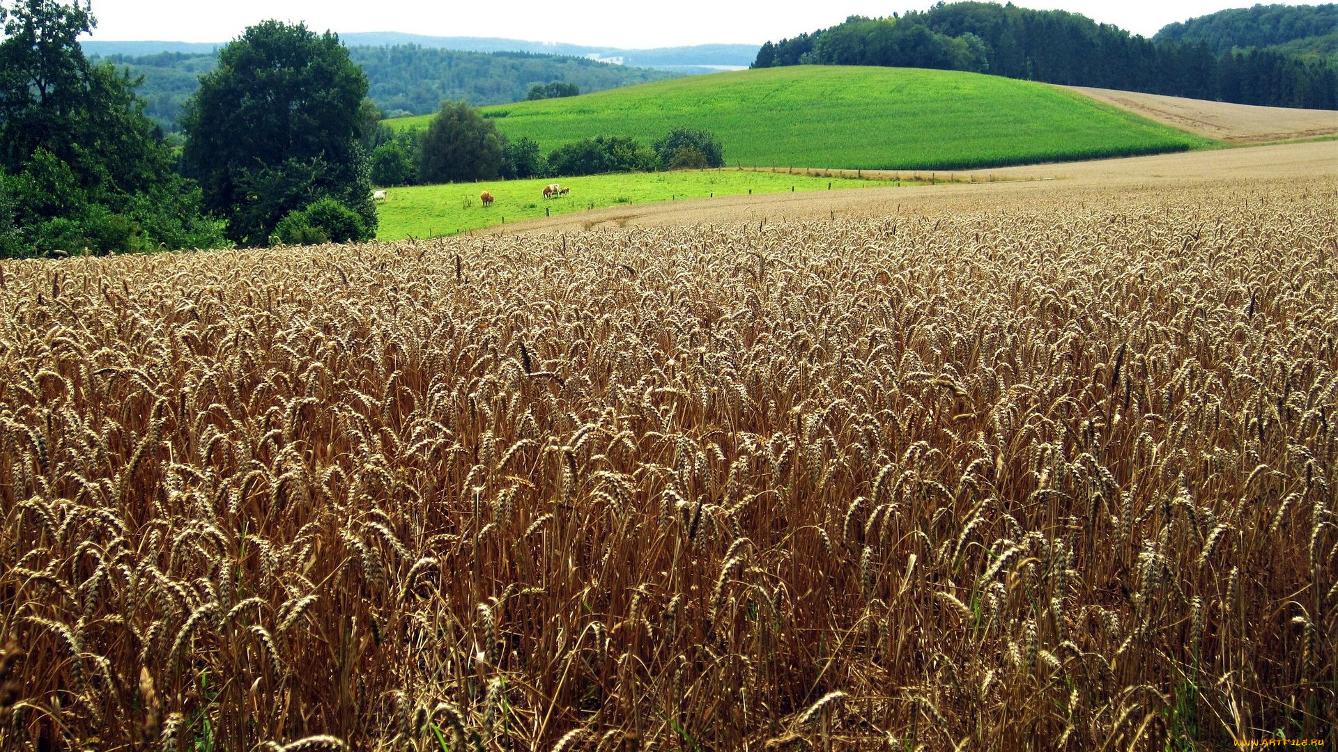 природа, поля, урожай