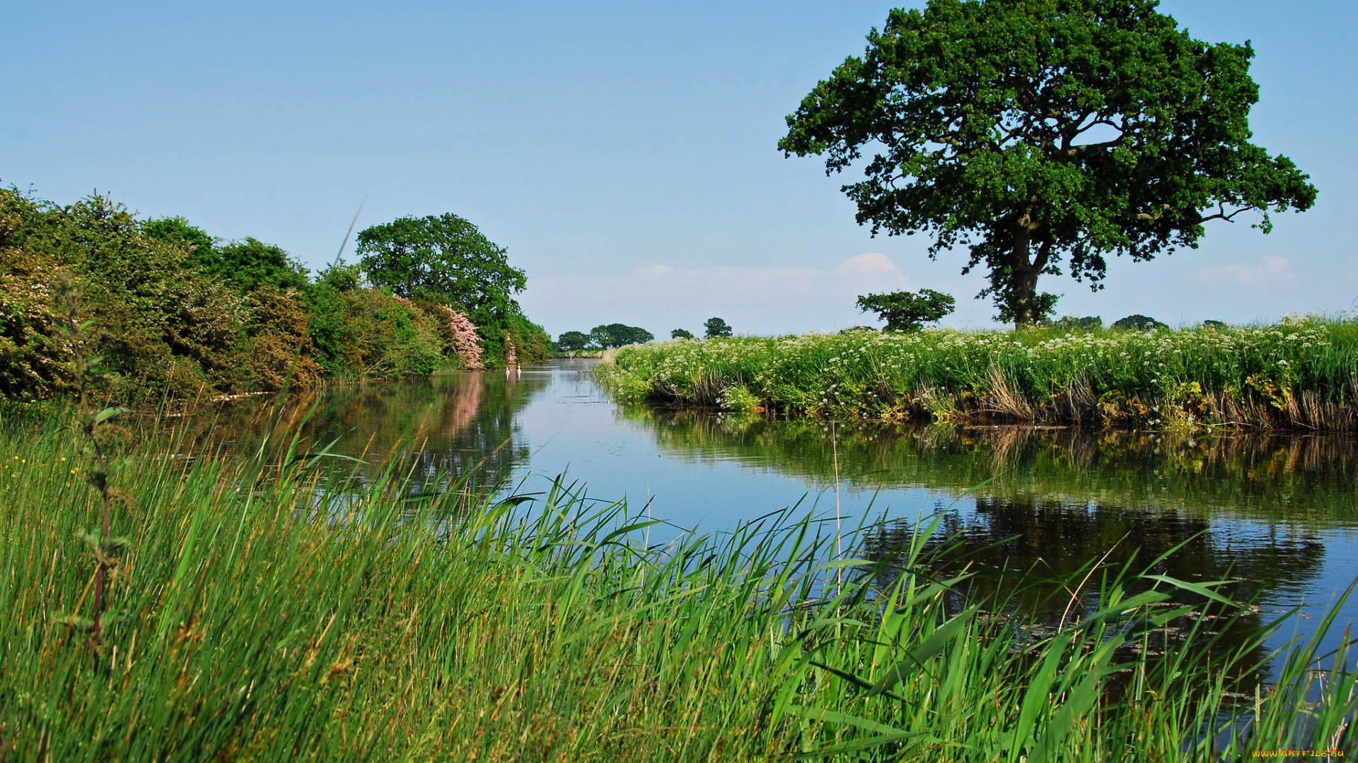 природа, реки, озера, лес, река