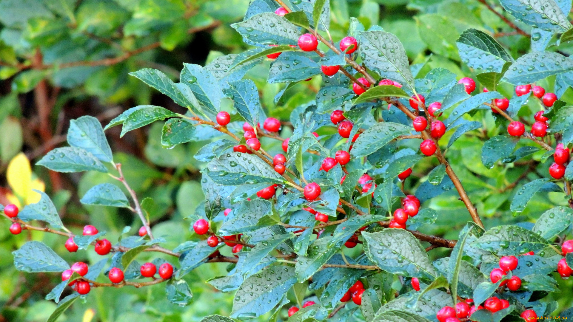 природа, Ягоды, куст, красные, ягоды, капли