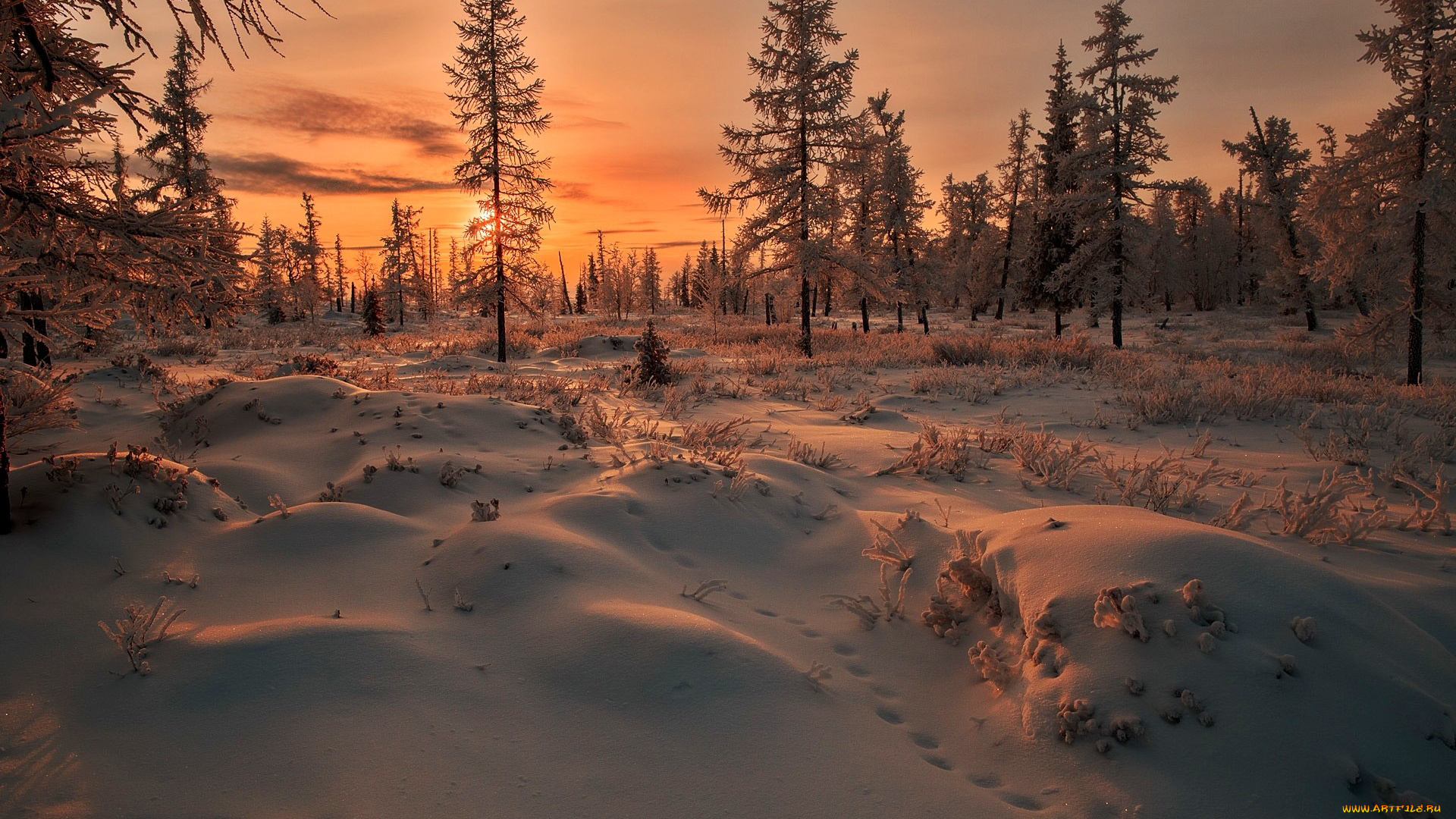 природа, зима, следы, снег, сугробы