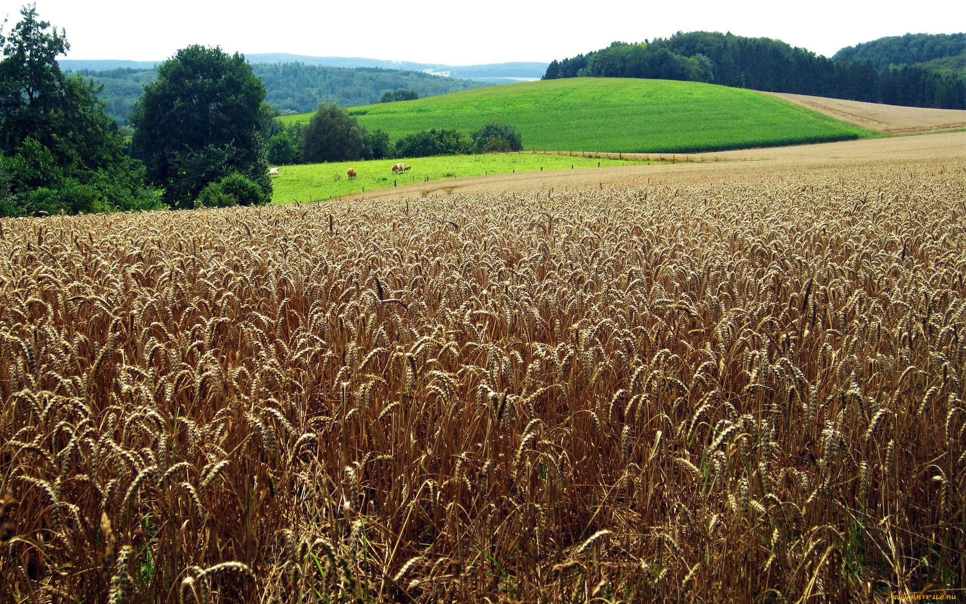 природа, поля, урожай
