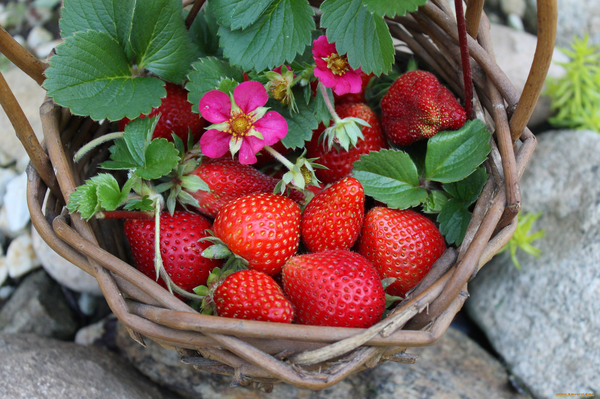 еда, клубника, , земляника, ягоды