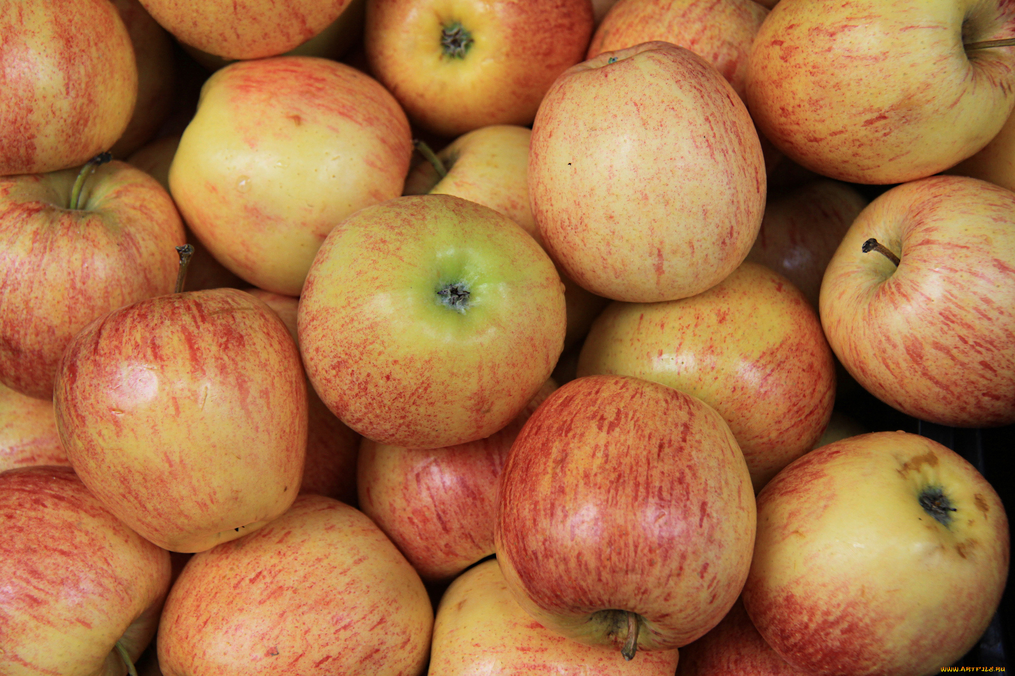 еда, Яблоки, плоды