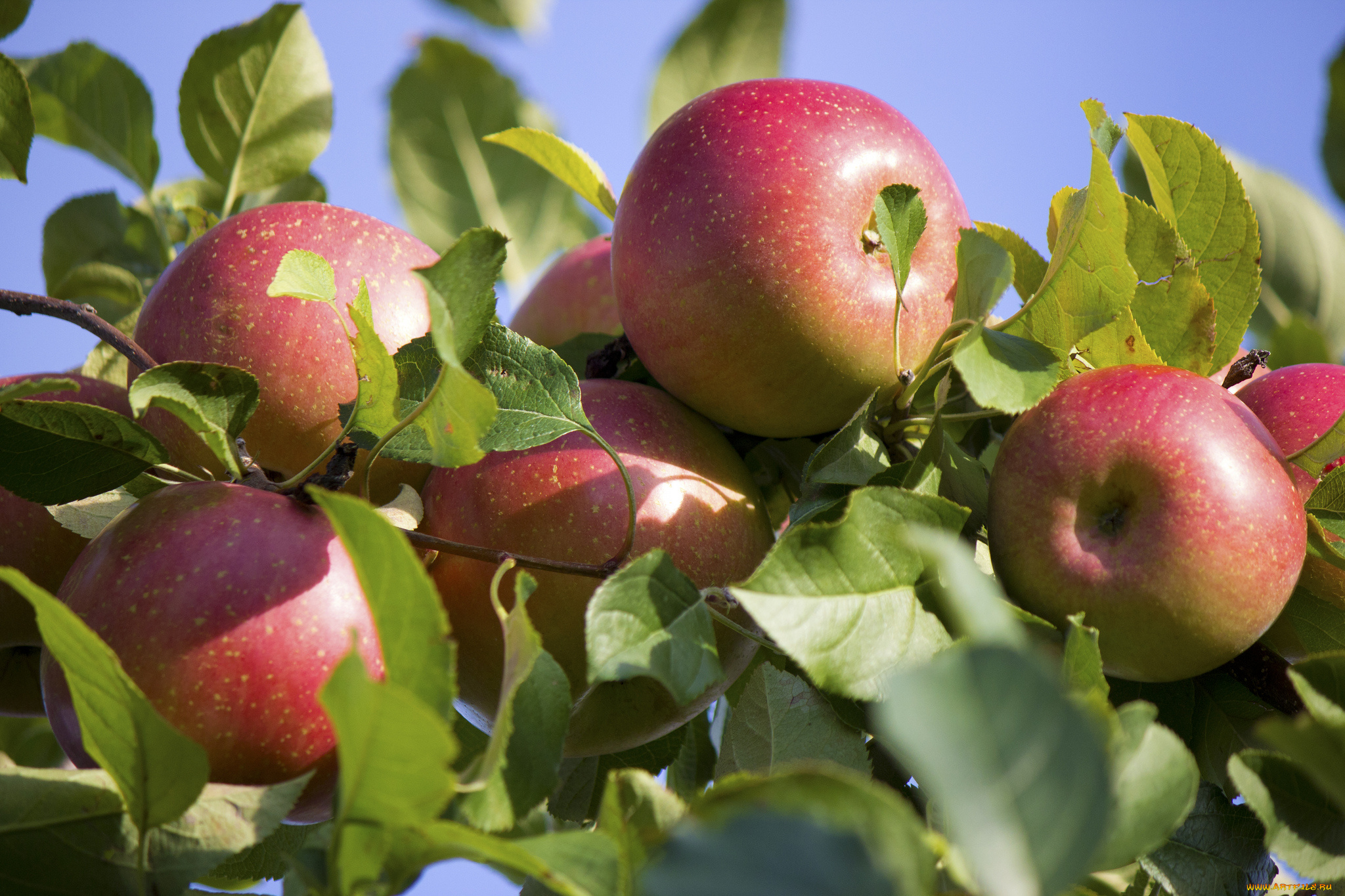 природа, плоды, яблоки