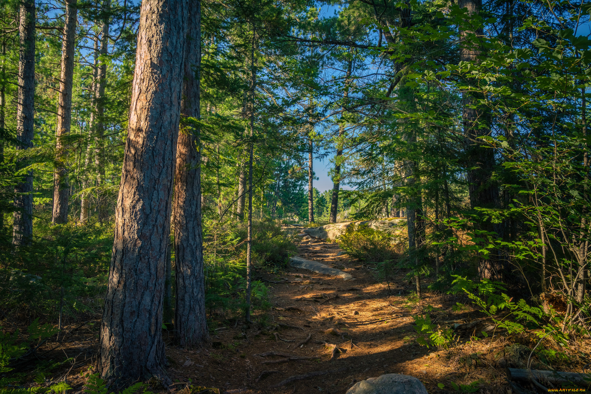 природа, лес, деревья