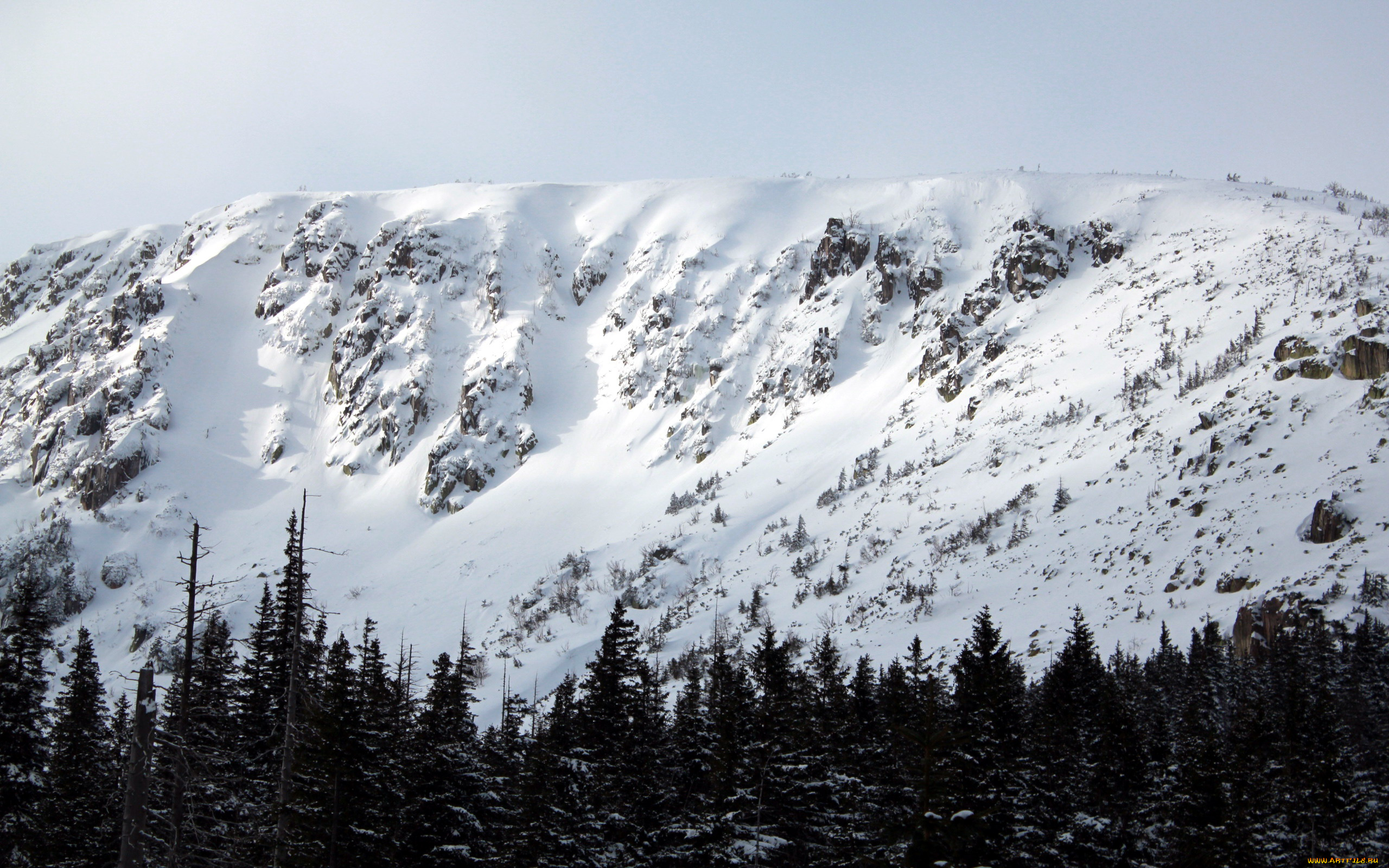 природа, горы, вершины, снежные, деревья, лес