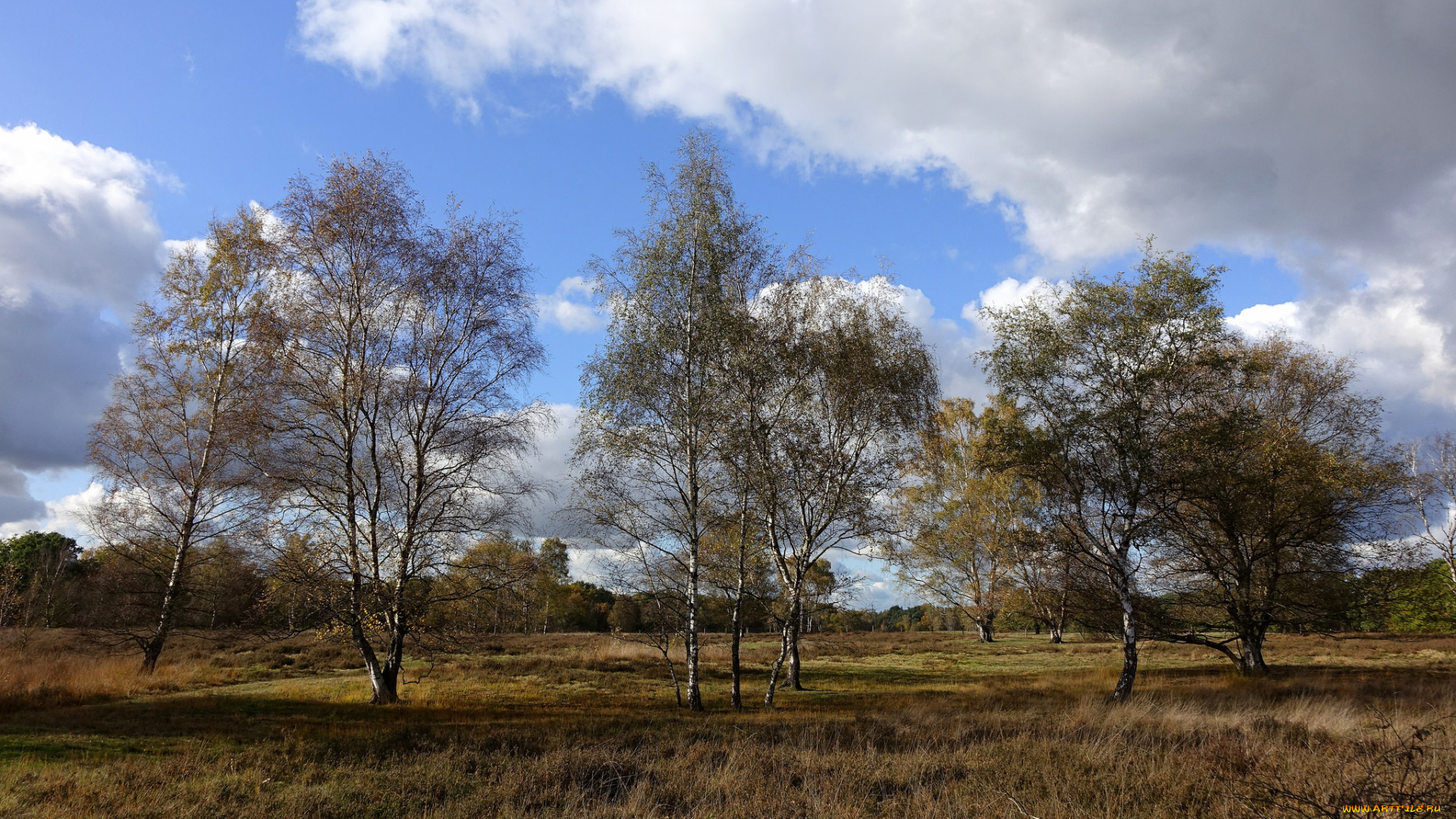 природа, деревья, простор