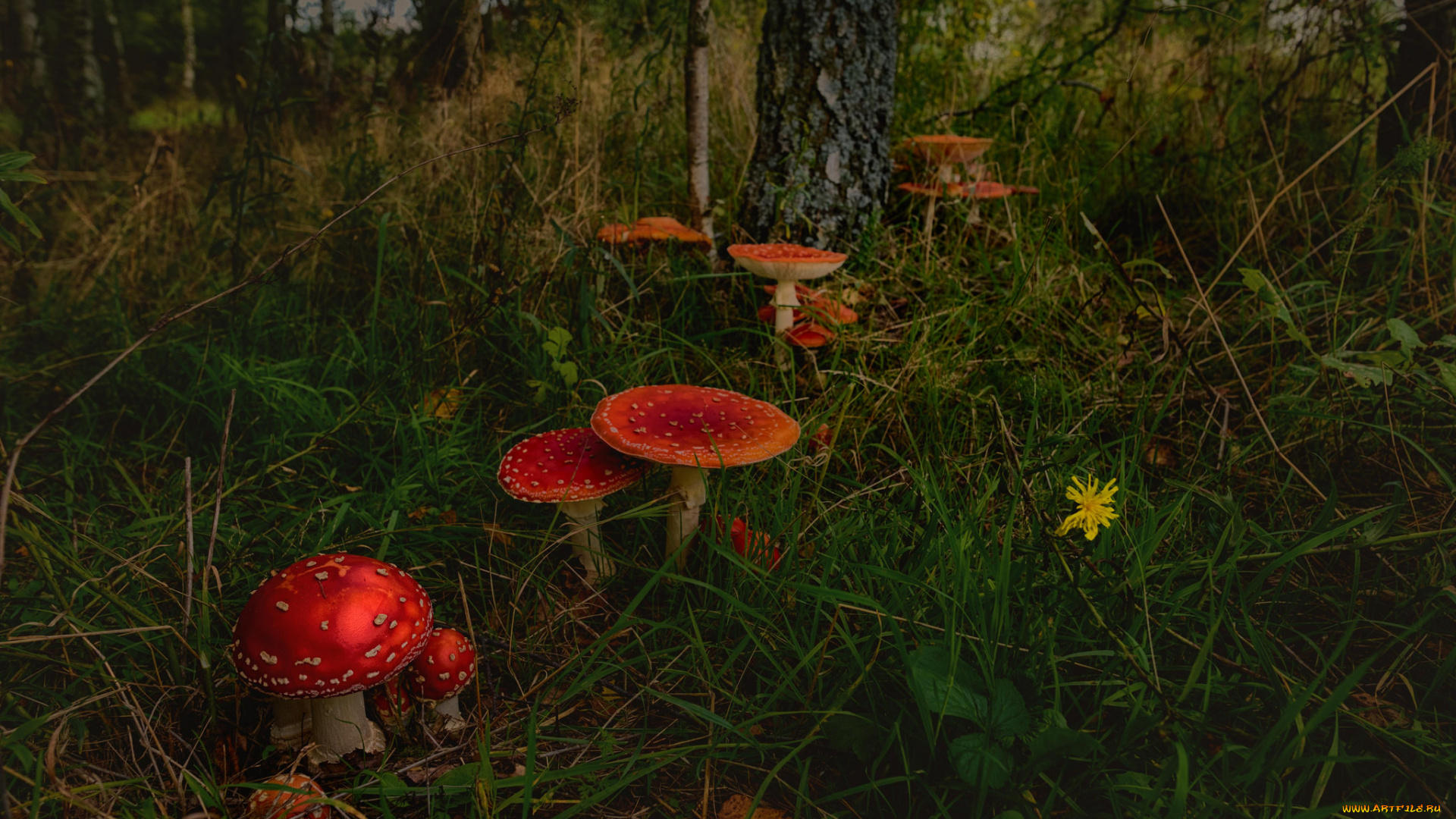 природа, грибы, , мухомор, простор