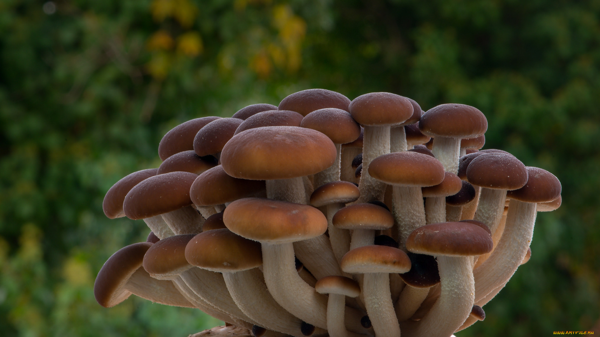 природа, грибы, простор