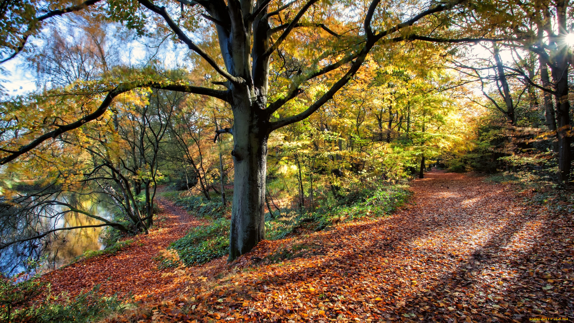 природа, лес, простор