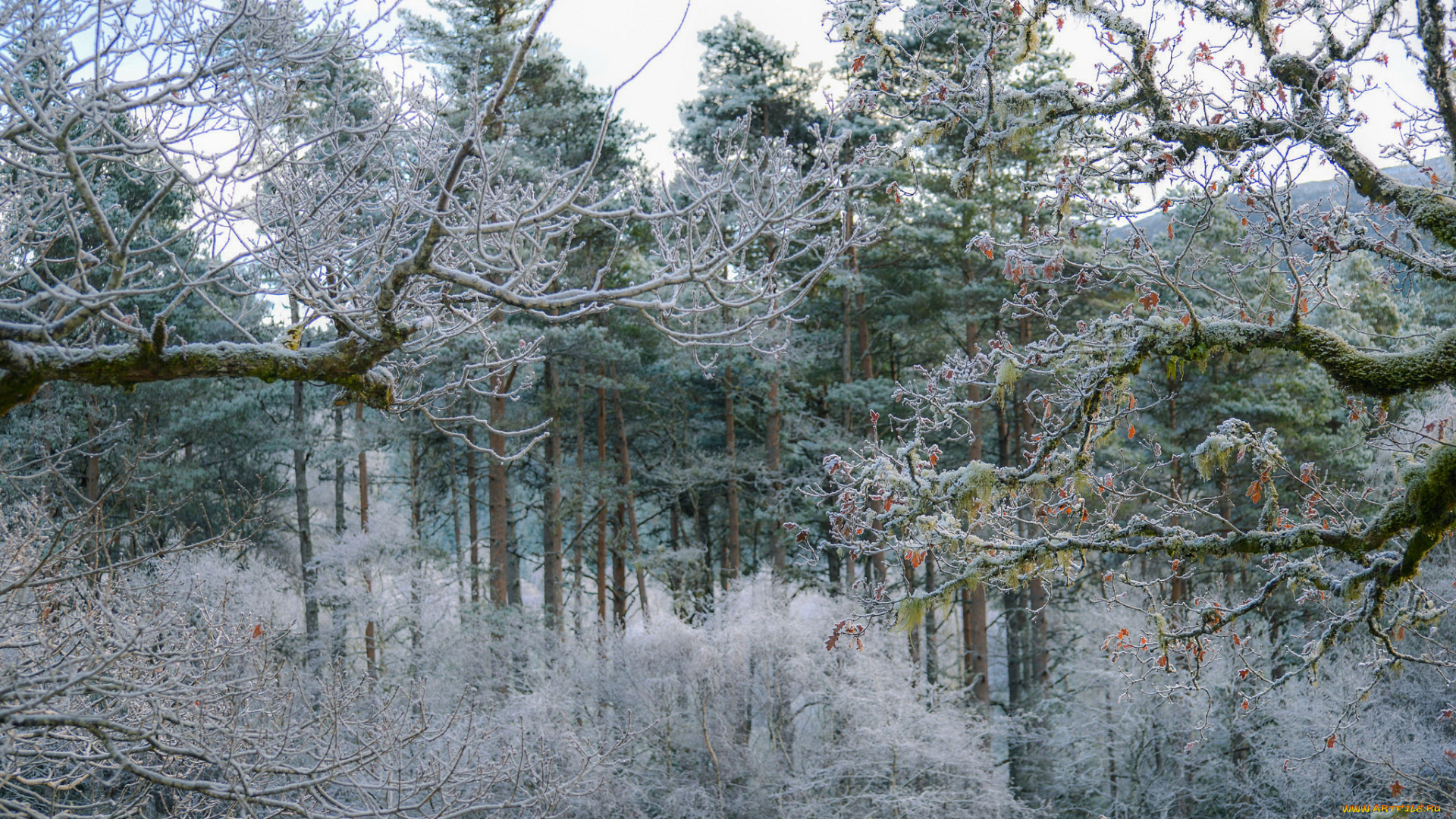 природа, лес, простор