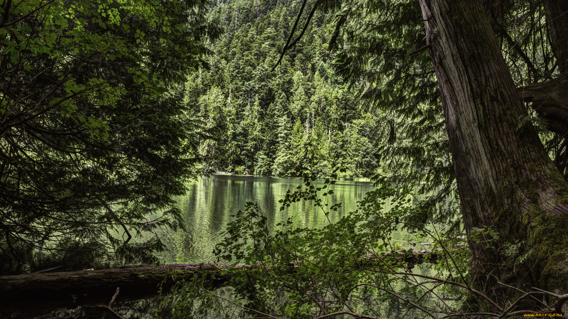 природа, лес, простор